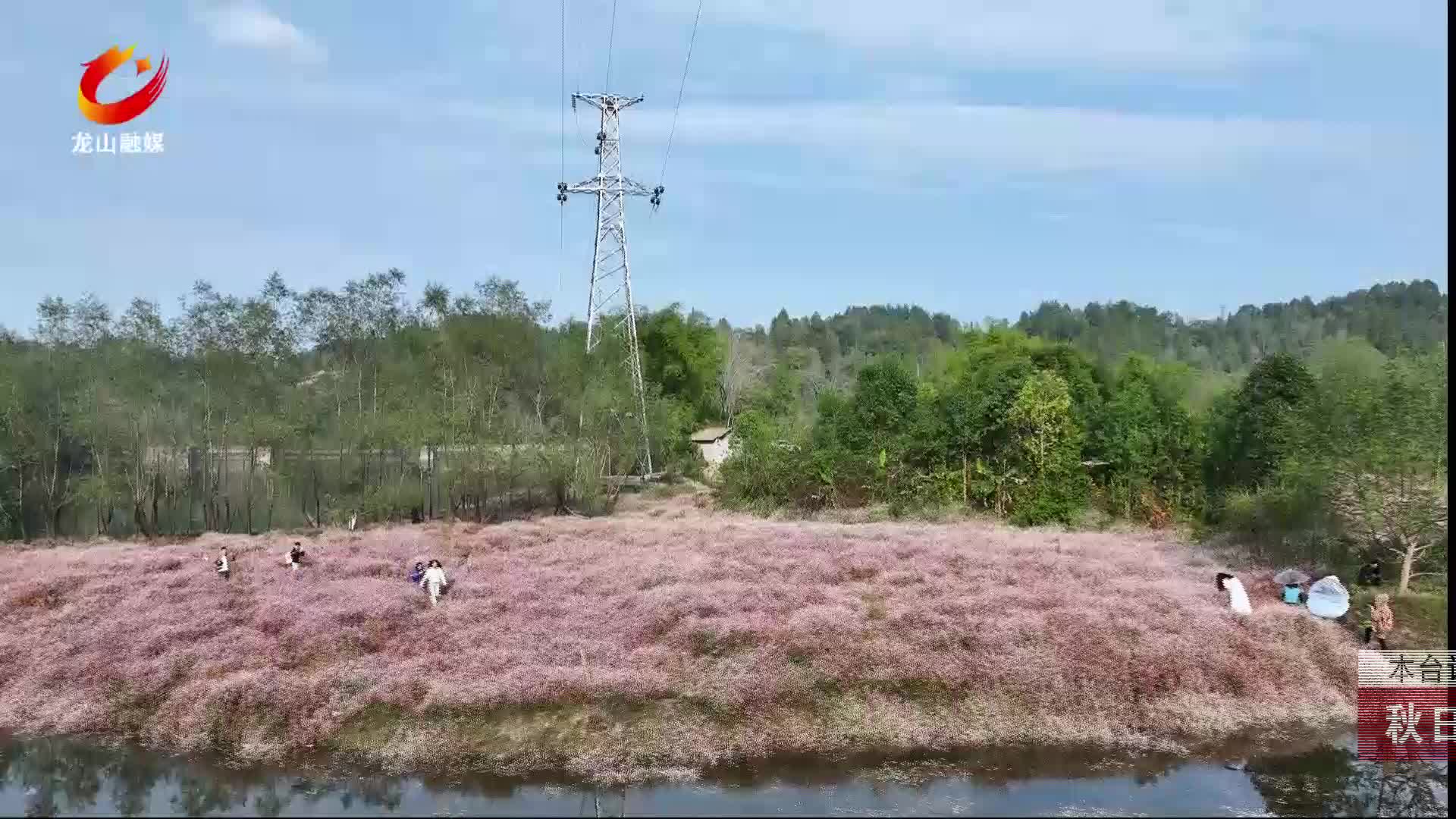 【龙山新闻】秋日美景：辣蓼花盛开引客来
