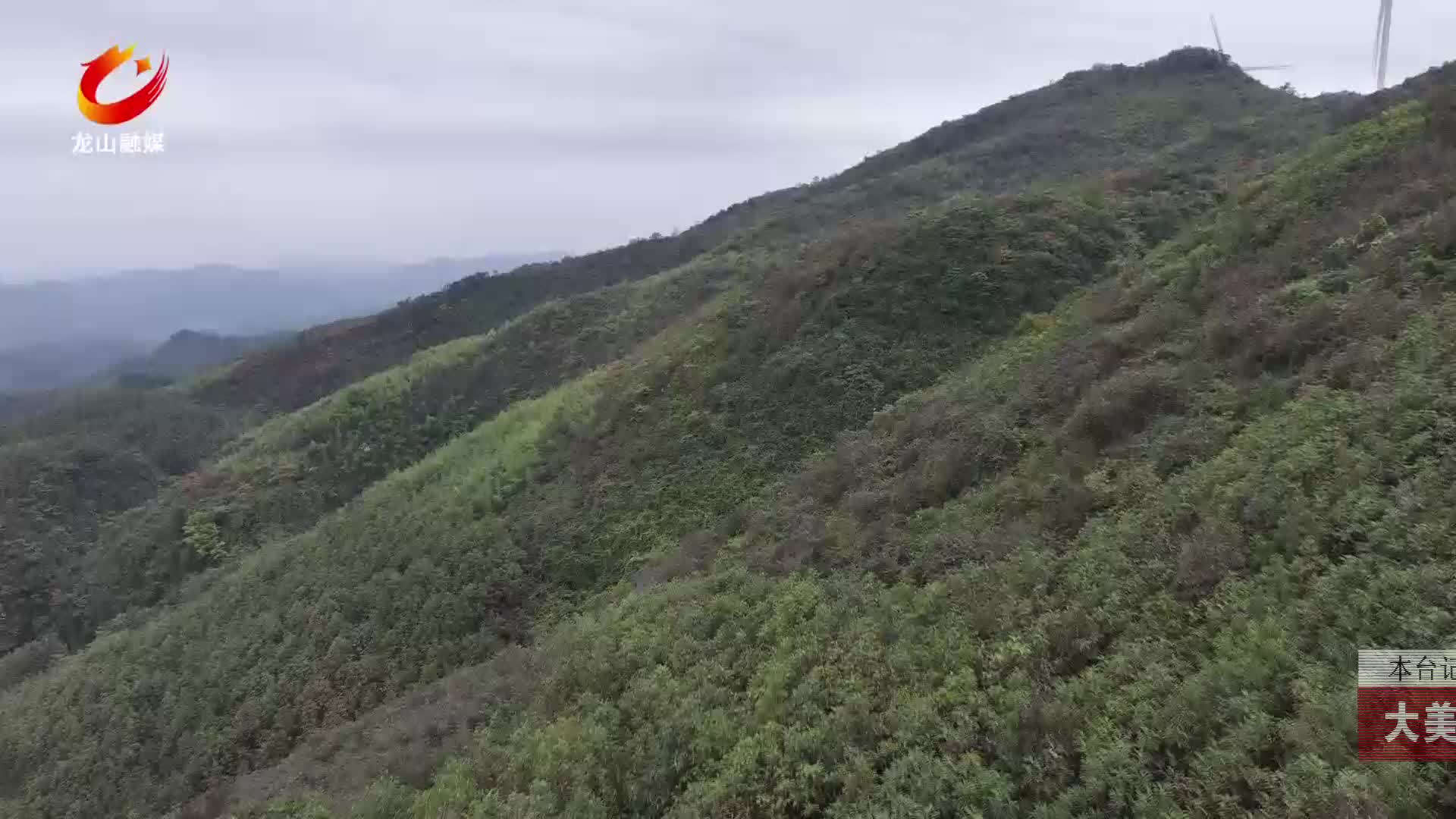 【龙山新闻】大美龙山：万亩厚朴林景色美如画