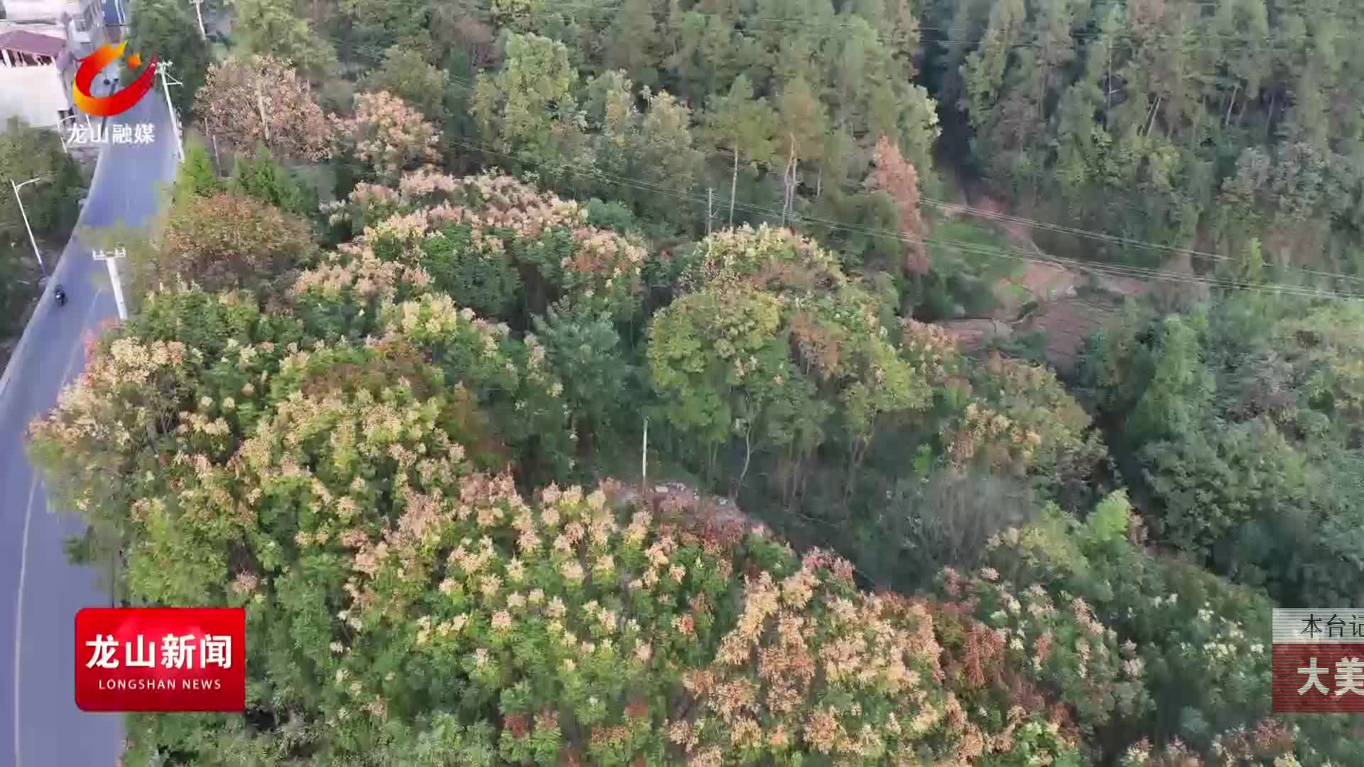 【龙山新闻】大美龙山：栾花绽放扮靓冬日