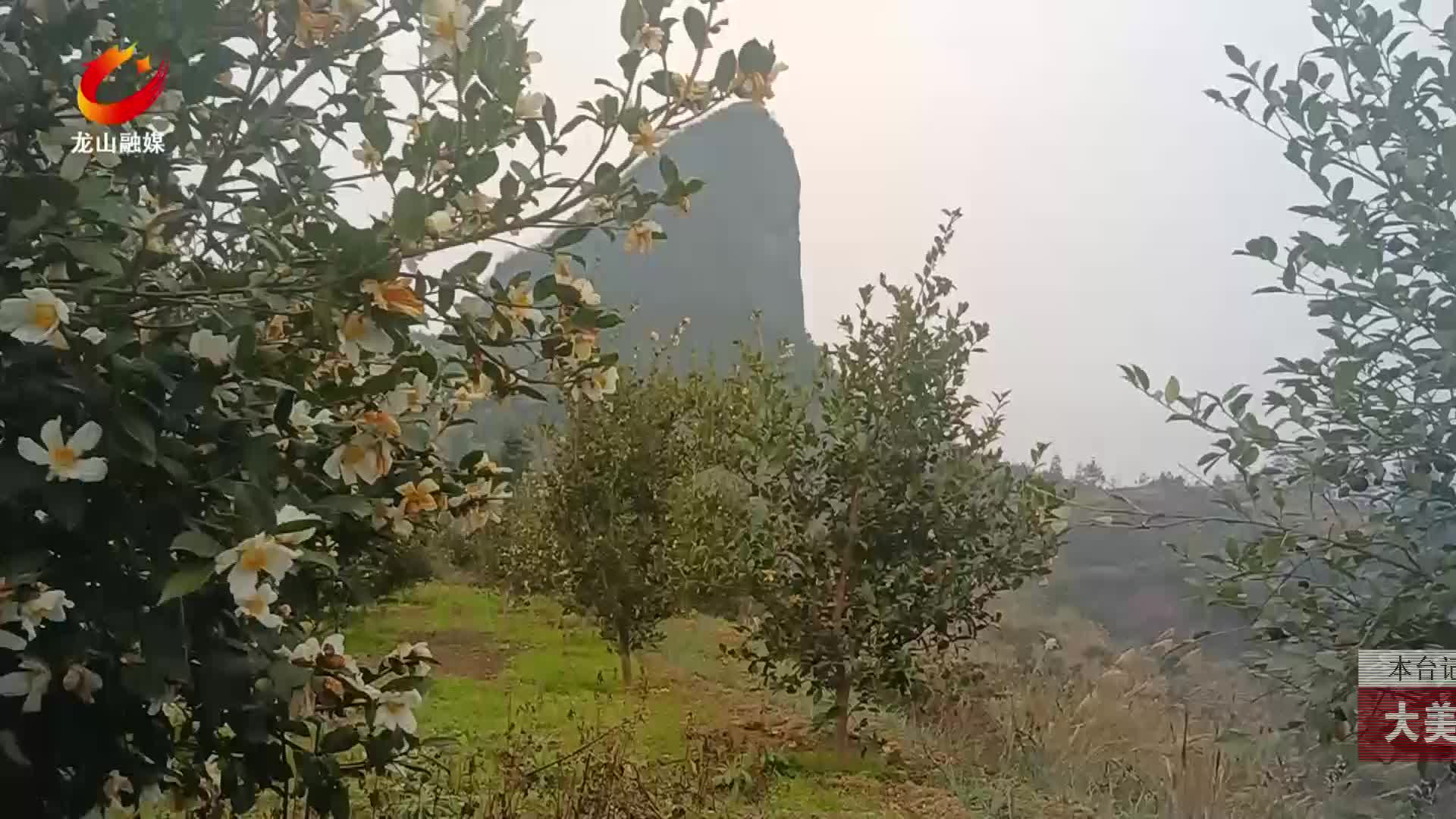 【龙山新闻】大美龙山：油茶花开似霜雪 繁花似锦兆丰年
