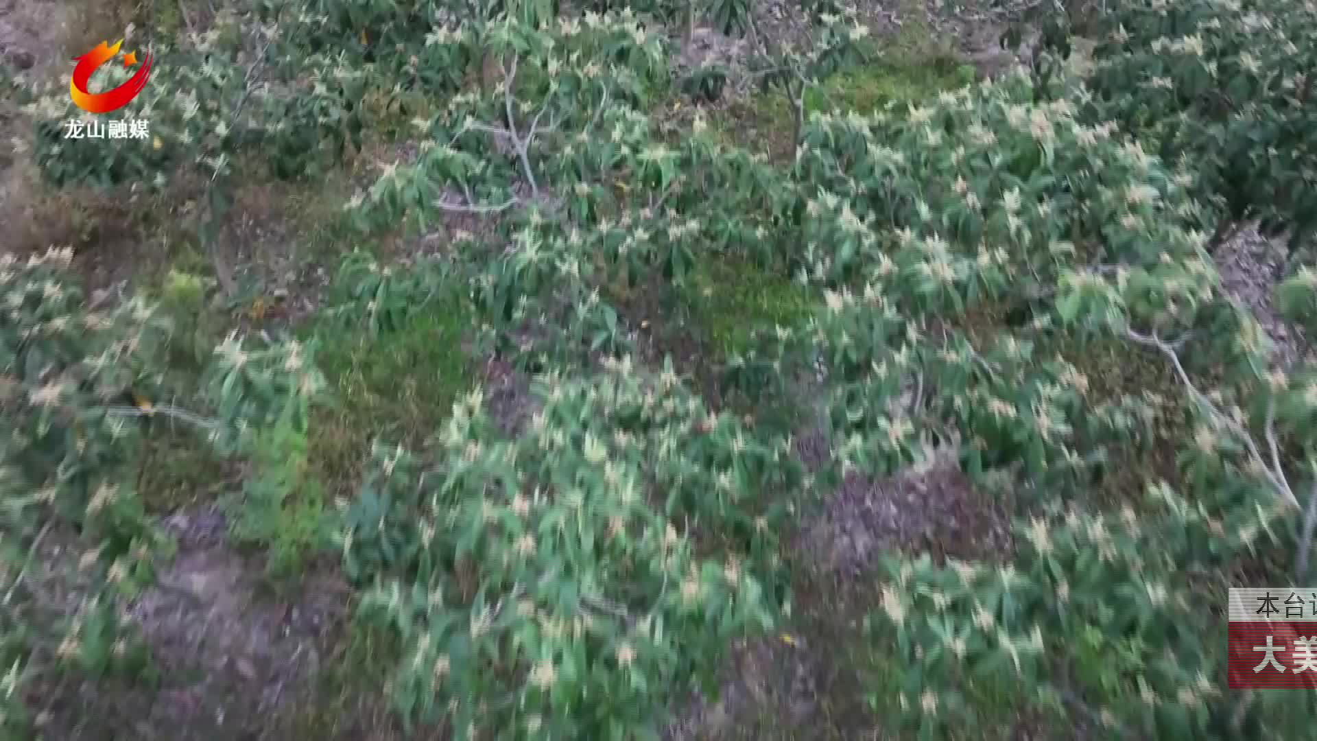 【龙山新闻】大美龙山：枇杷花开 惹人醉