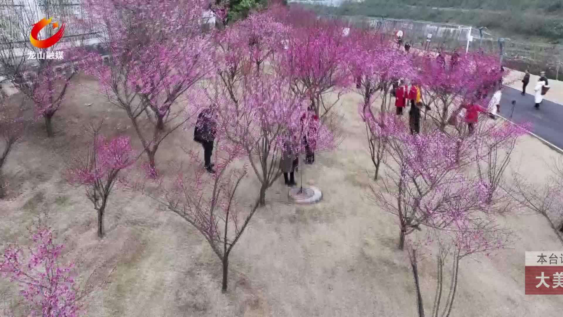 【龙山新闻】大美龙山：红梅迎春绽放