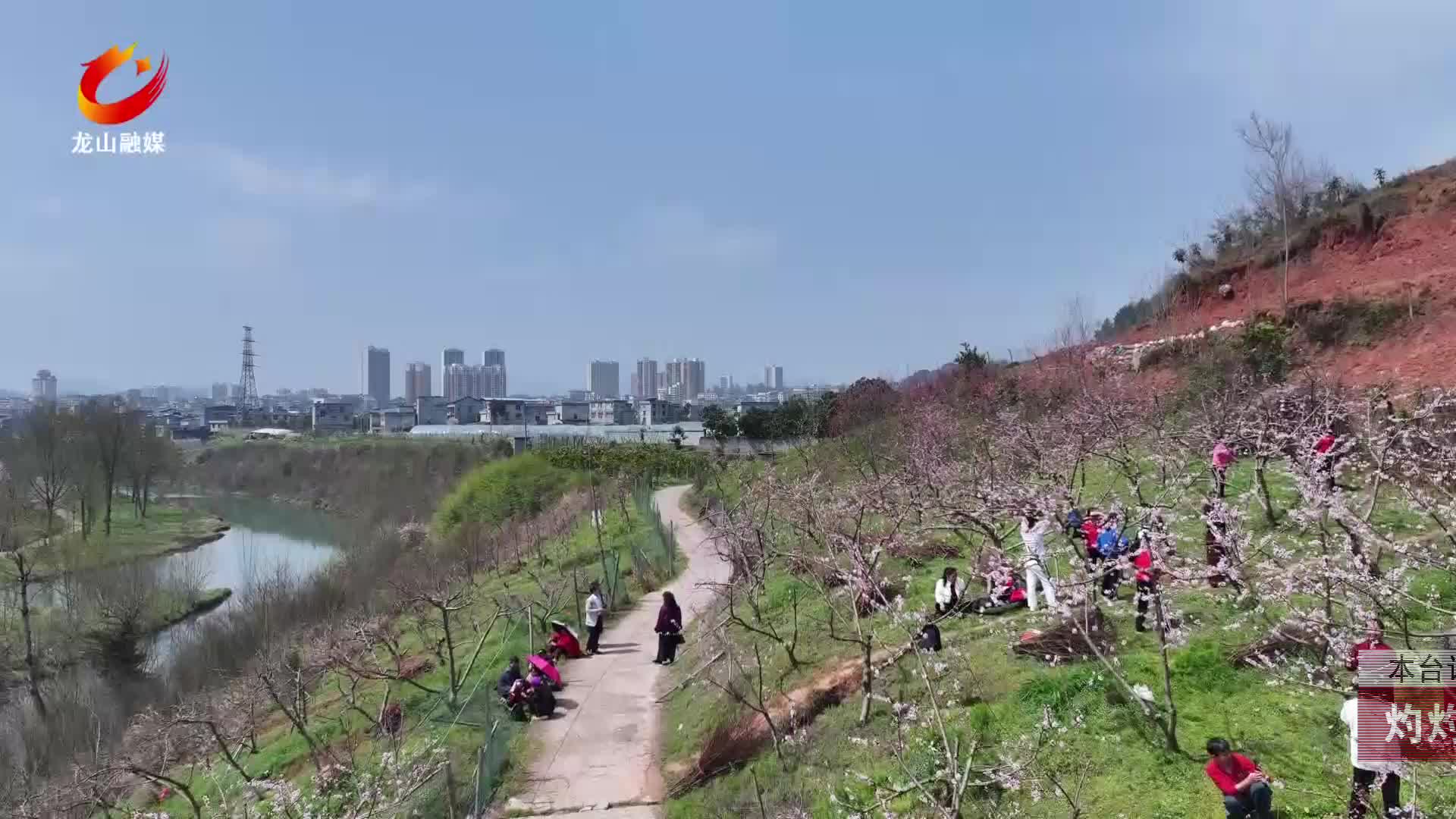 【龙山新闻】灼灼桃花醉春风 品春食 乐春色