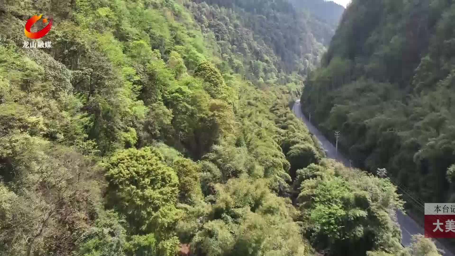 【龙山新闻】大美龙山：鸢尾竞相绽放
