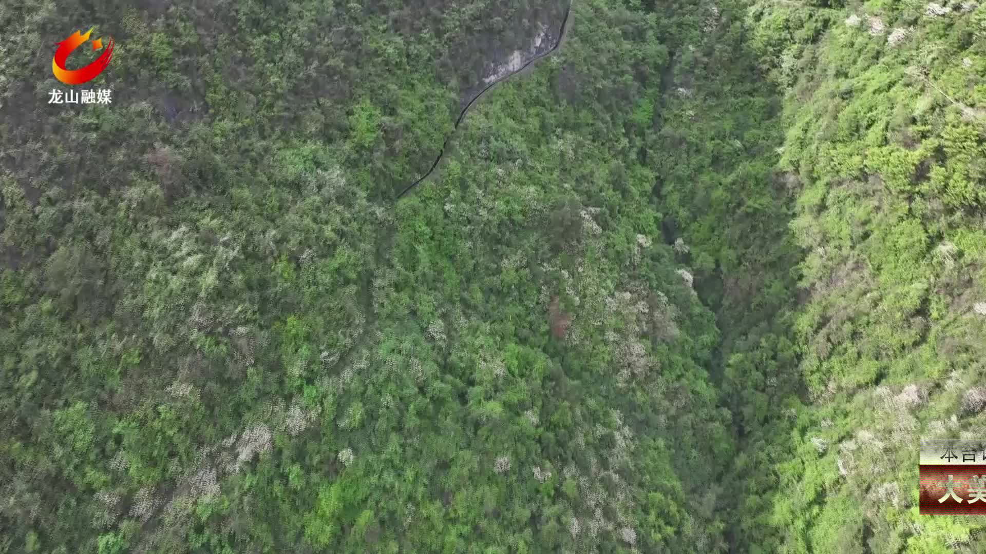 【龙山新闻】大美龙山：桐花开 春光美