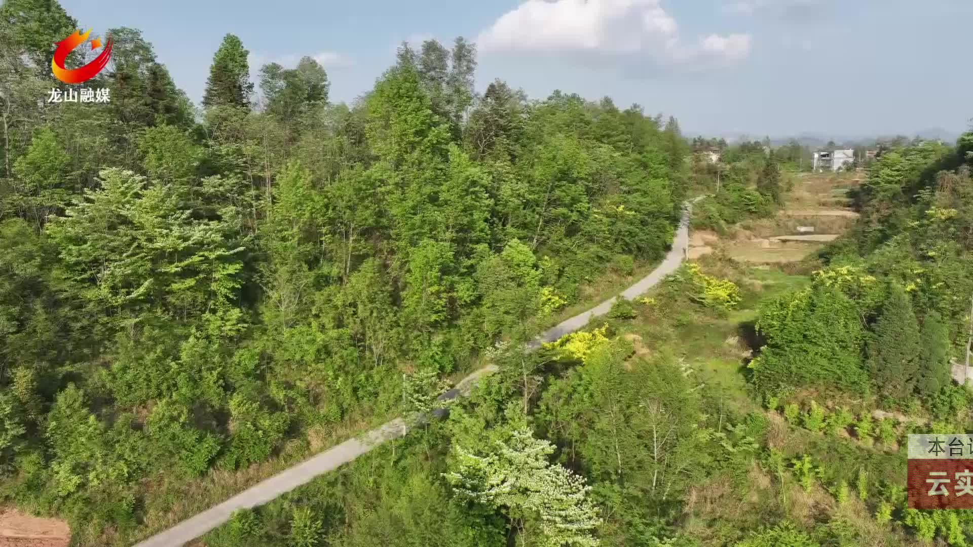 【龙山新闻】云实花漫山绽放