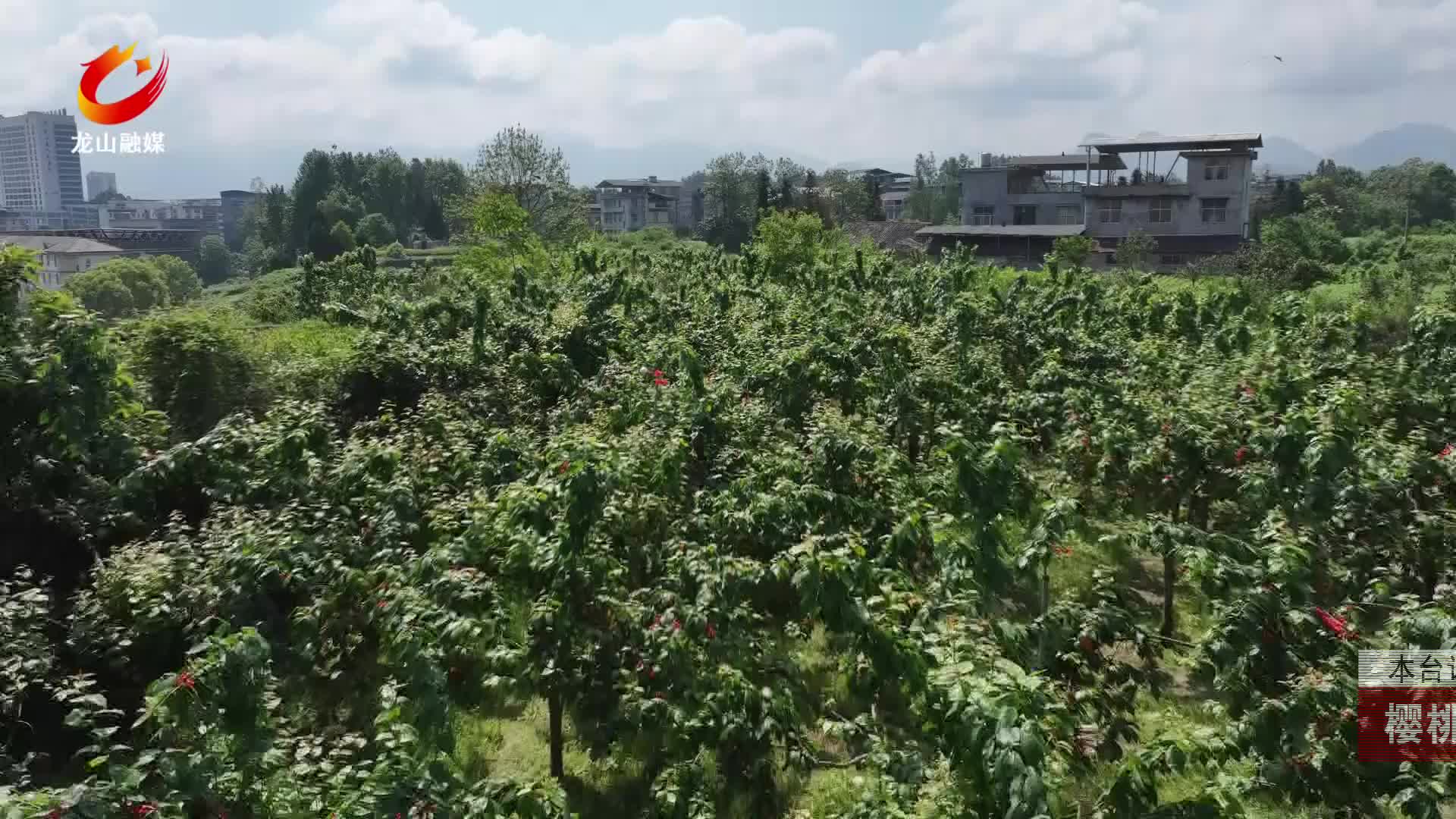 【龙山新闻】樱桃映红致富路