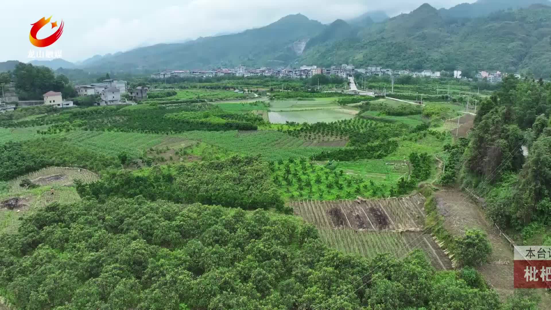 【龙山新闻】枇杷迎来采摘季