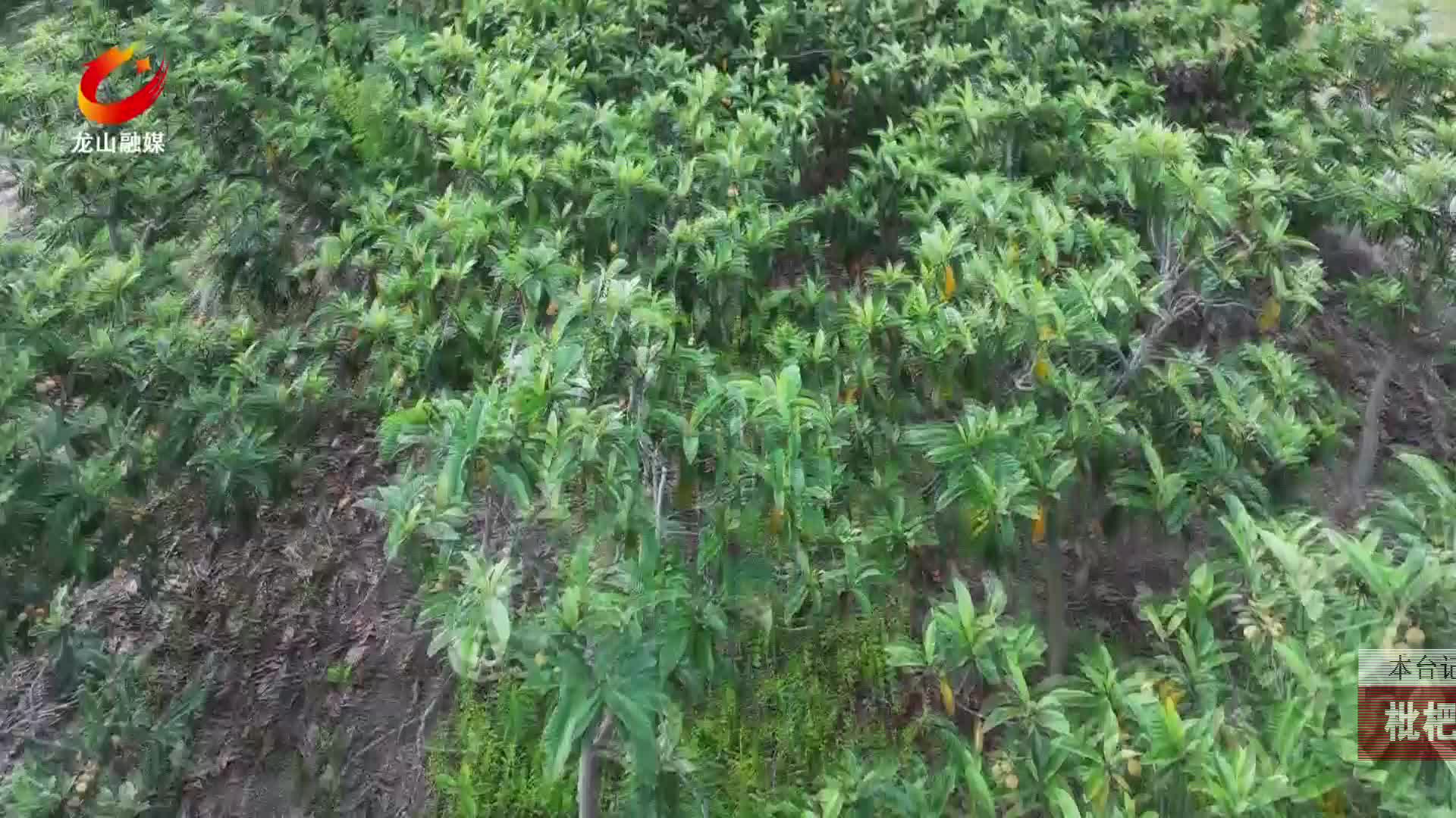 【龙山新闻】枇杷成熟了