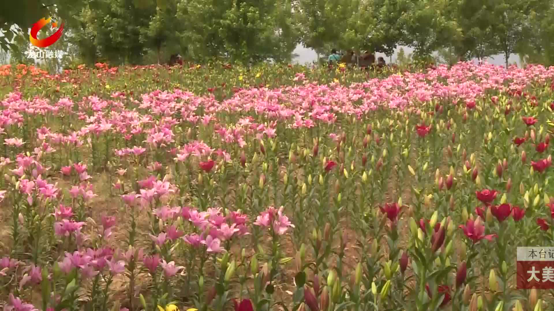 【龙山新闻】大美龙山：百合花浪漫绽放绘就夏日生态画卷