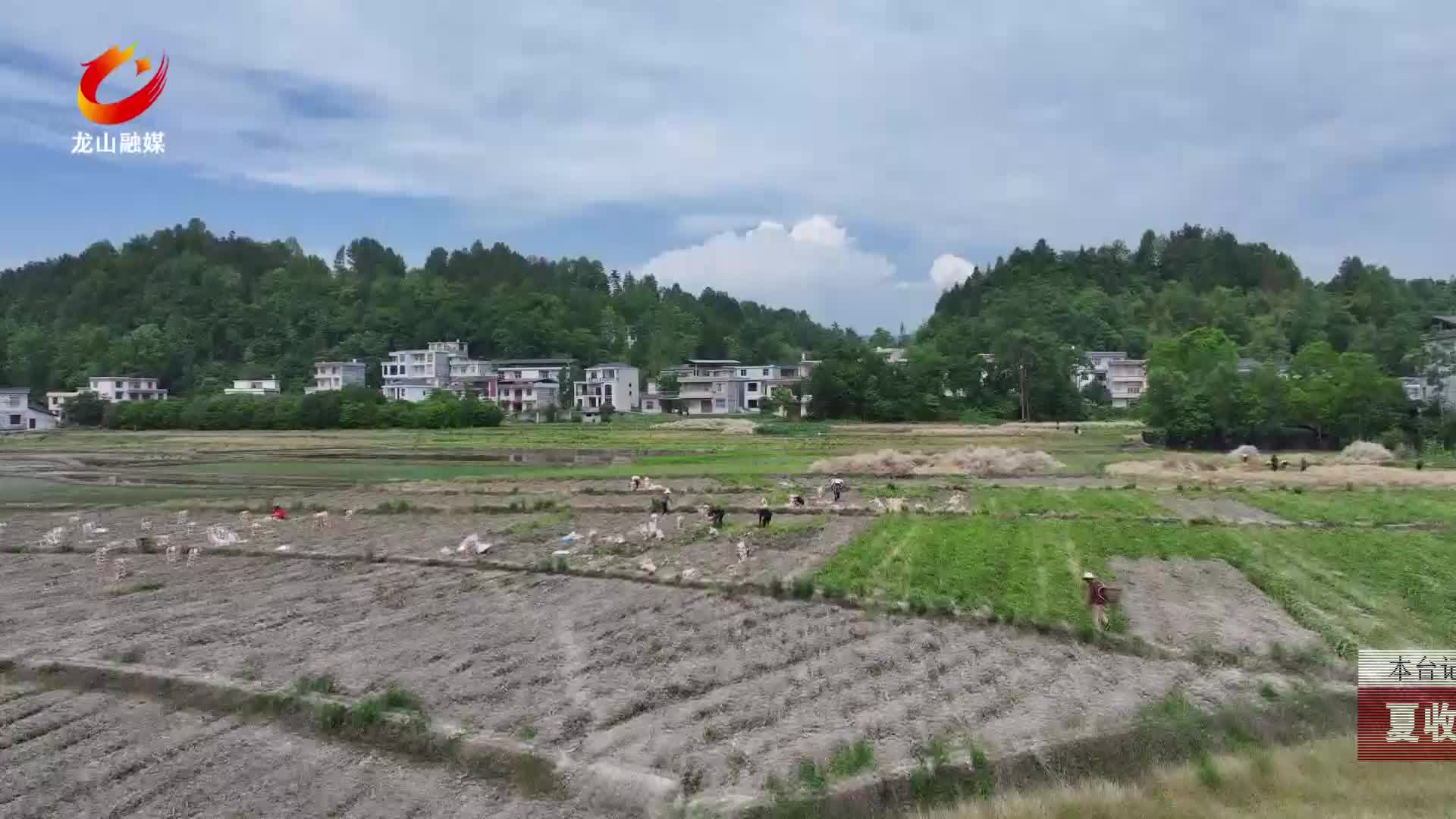 【龙山新闻】夏收时节：马铃薯丰收