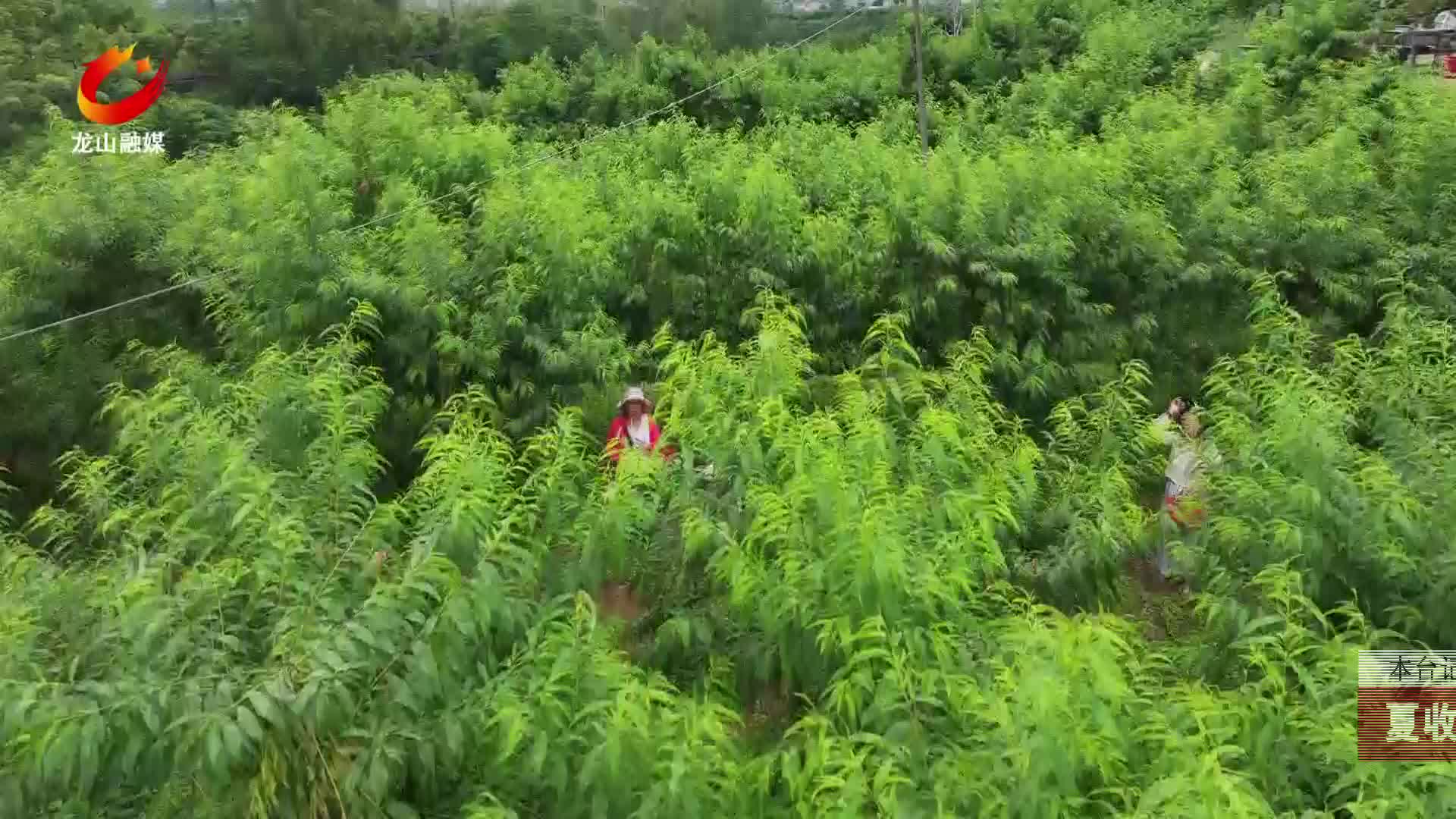 【龙山新闻】夏收时节：蟠桃成熟市民体验采摘乐趣