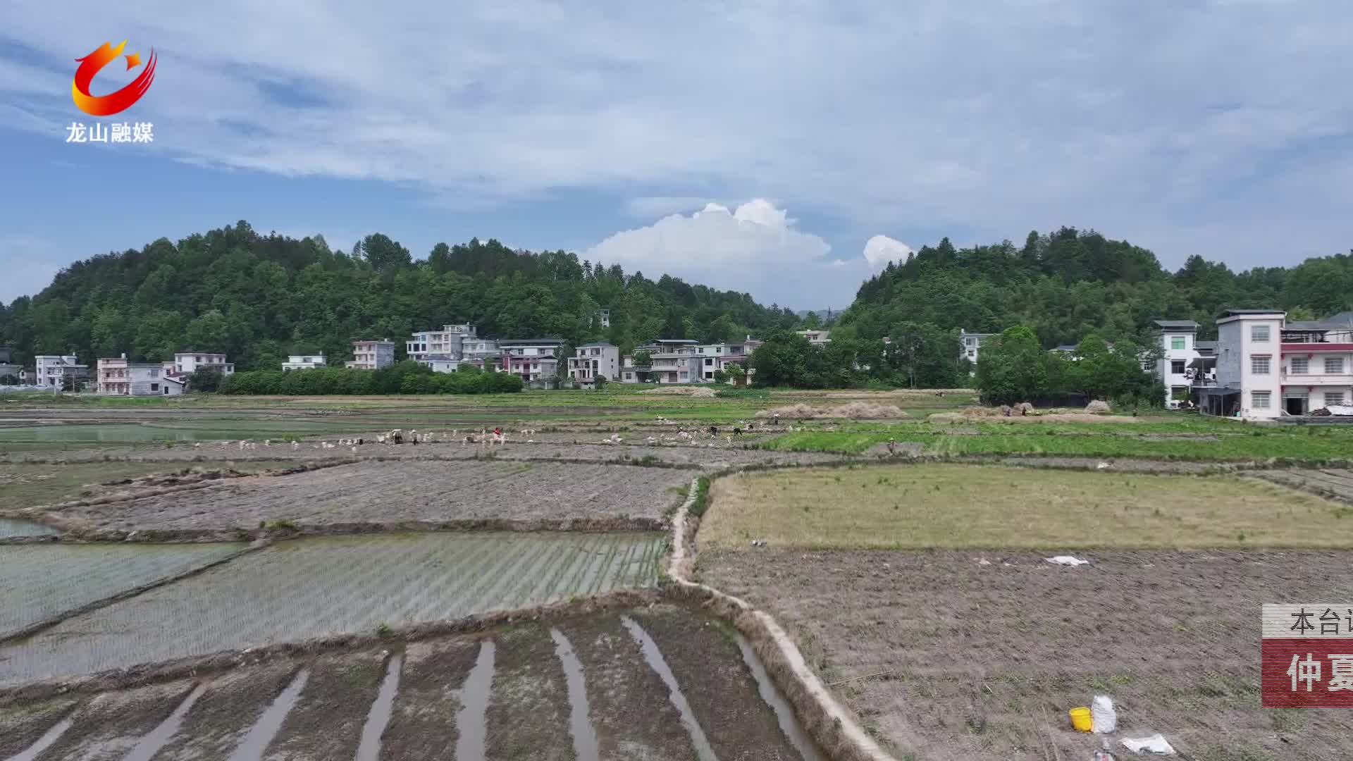 【龙山新闻】仲夏播种：韭菜种出致富路