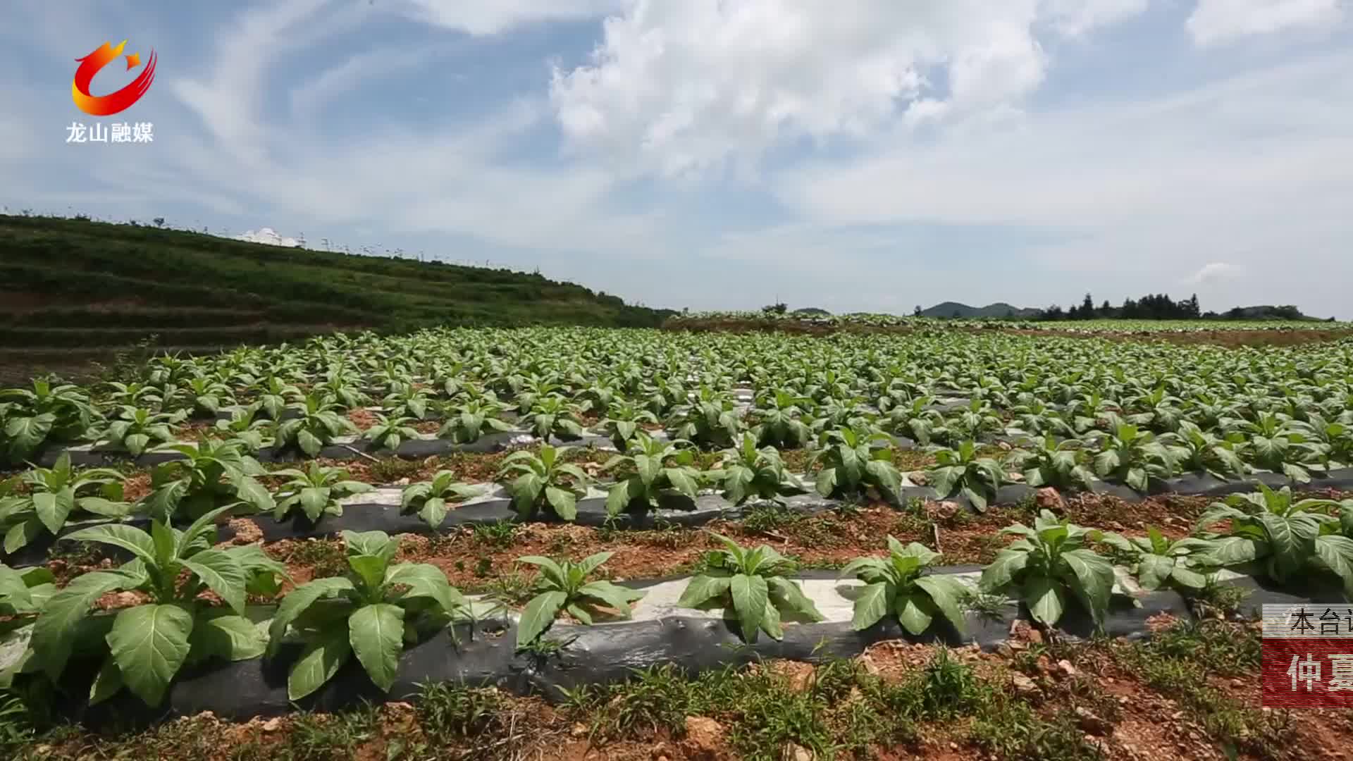 【龙山新闻】仲夏时节：烤烟“防病治虫”培管忙