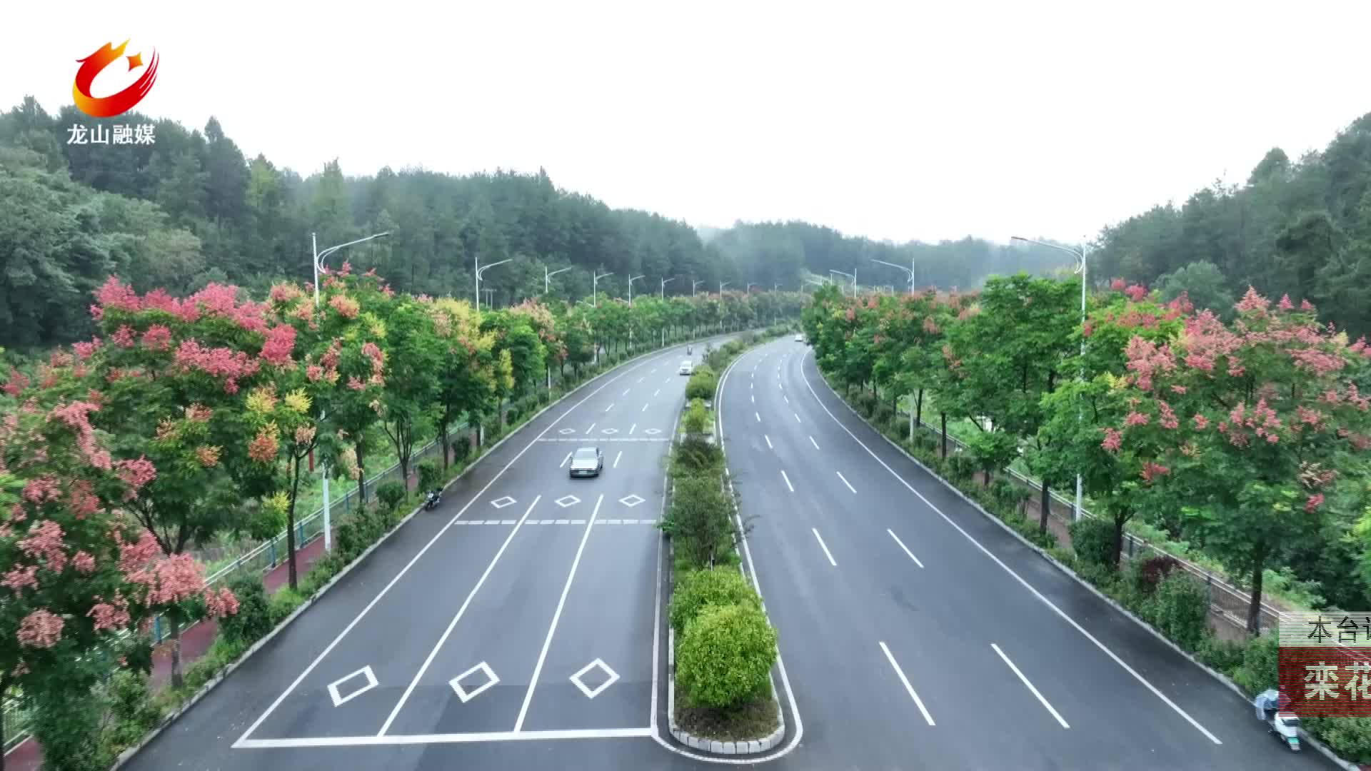 【龙山新闻】栾花盛开 扮靓山城