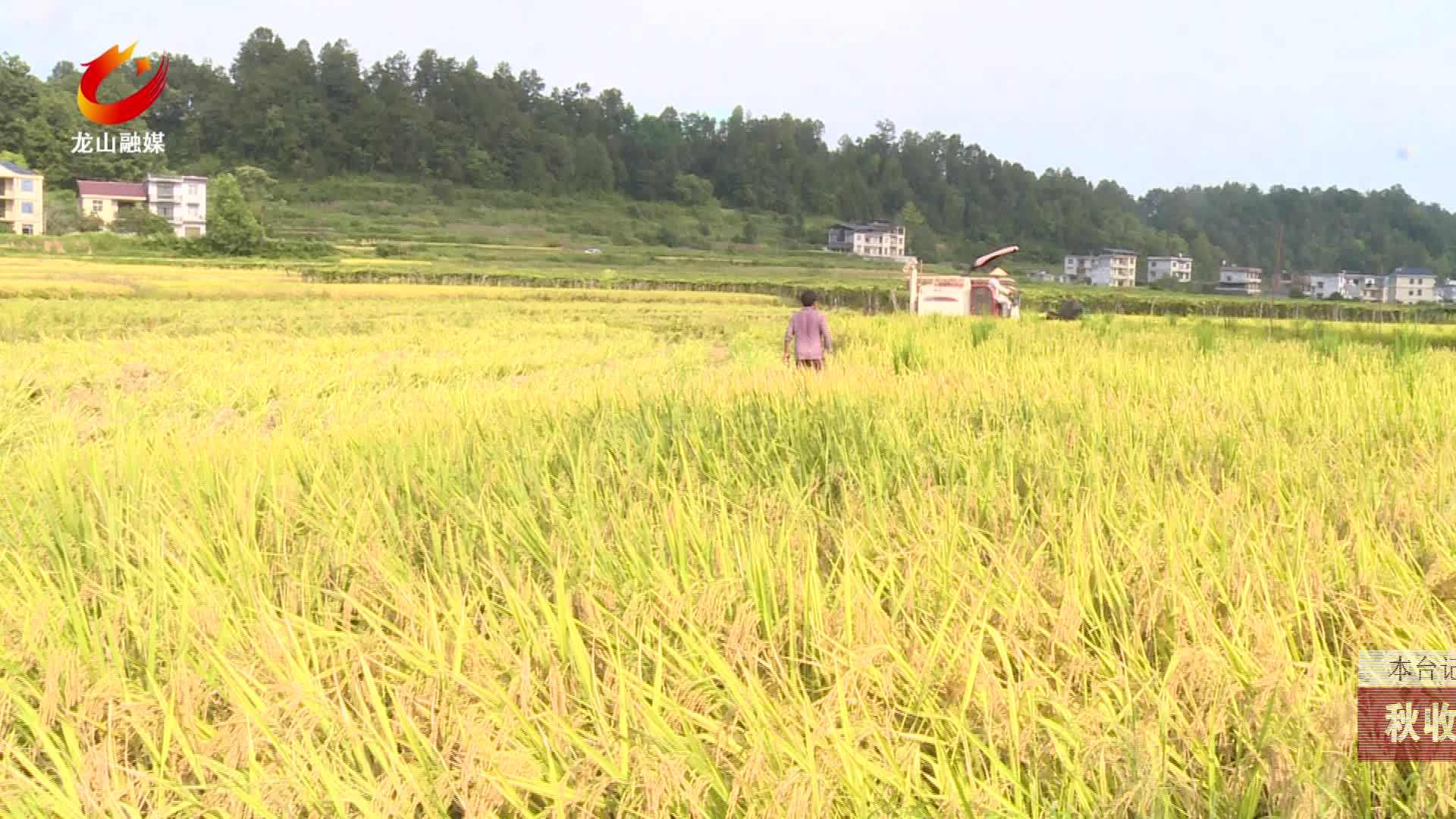 【龙山新闻】秋收时节瓜果飘香