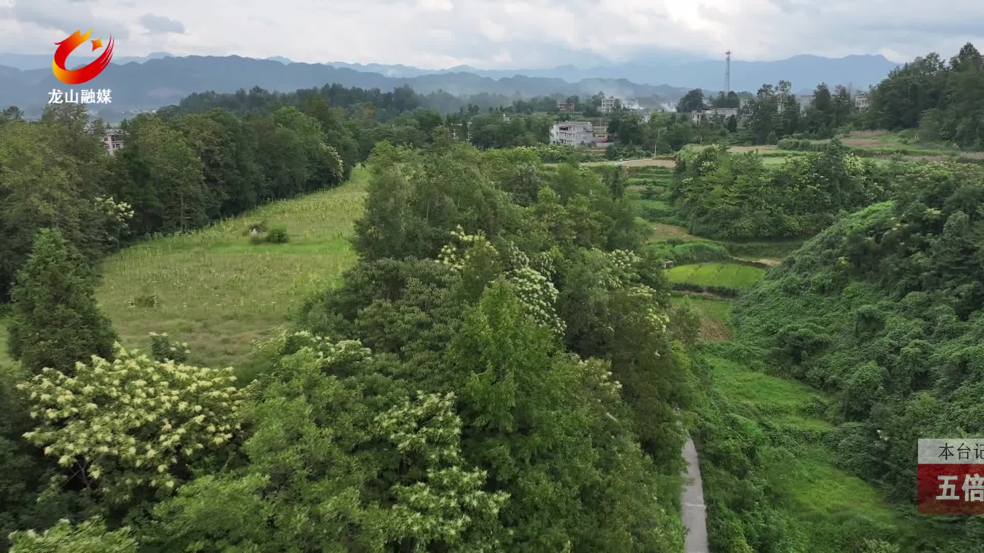 【龙山新闻】五倍子花绽放秋景如画