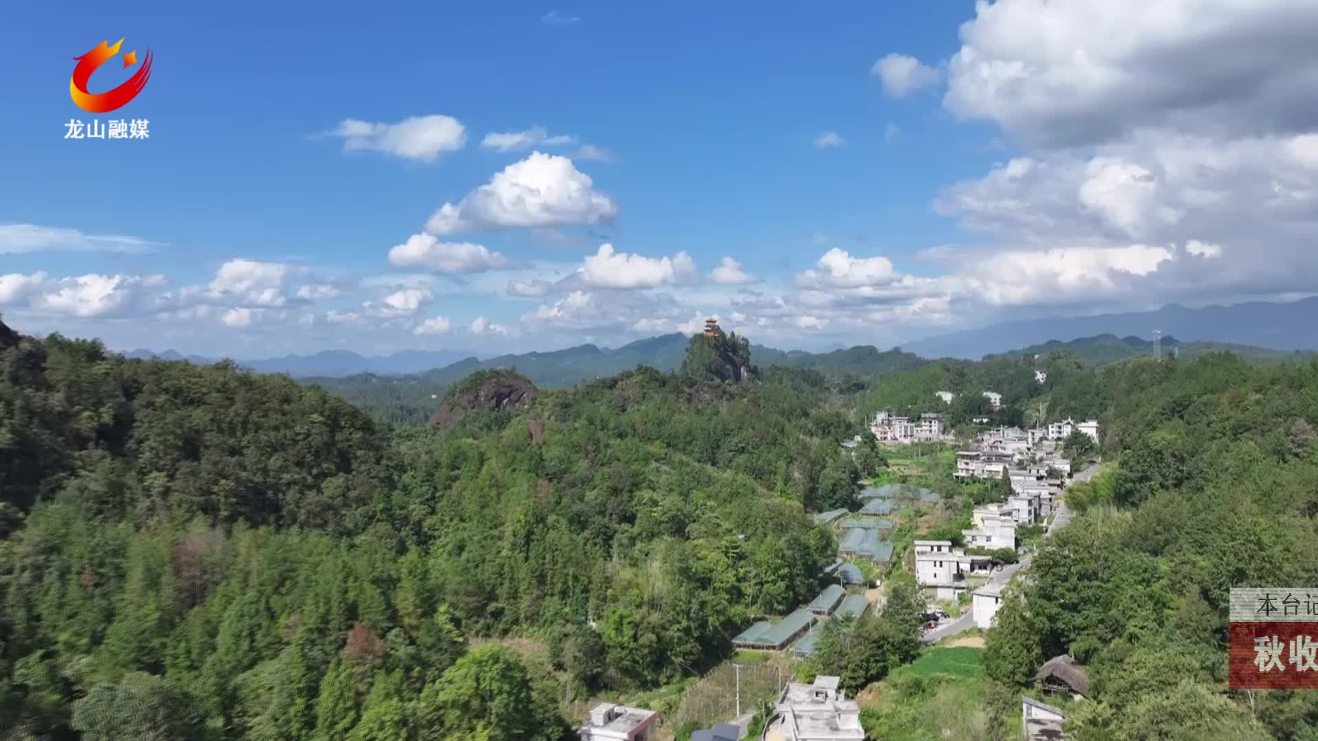 【龙山新闻】秋收时节：刺葡萄丰收缀满藤