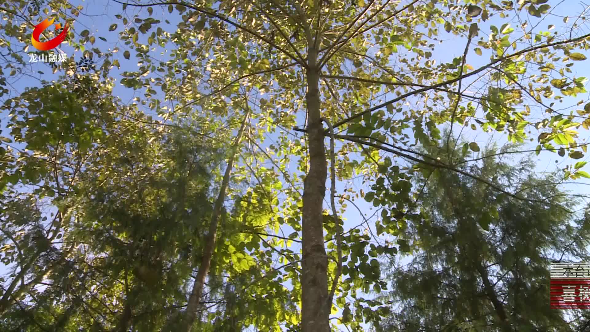 【龙山新闻】喜树花开如烟花绽放喜庆祥和