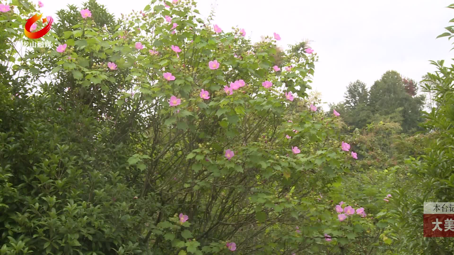 【龙山新闻】大美龙山：木芙蓉花绽放秋景如画