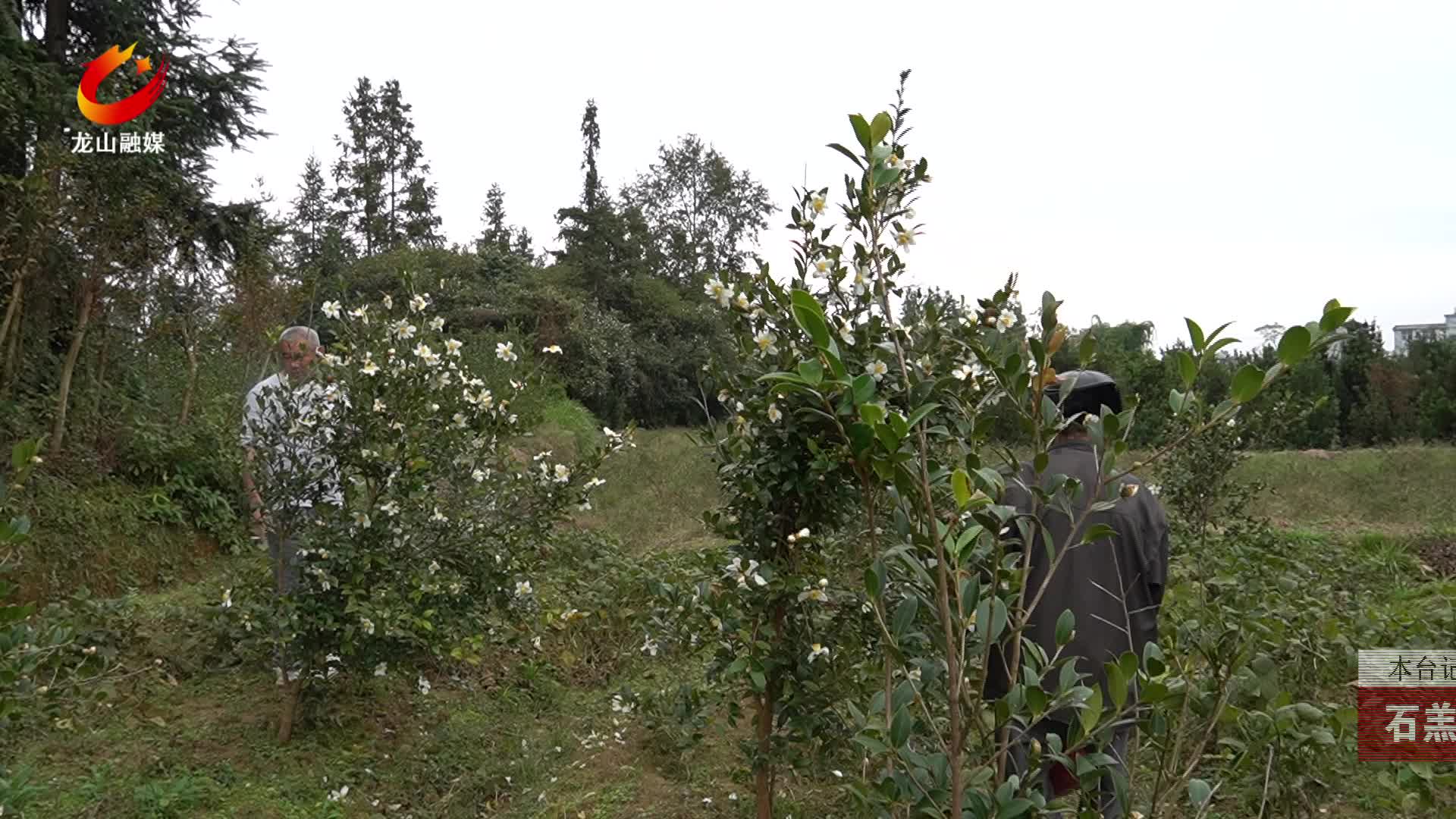 【龙山新闻】石羔街道白泥社区：油茶成熟采摘忙