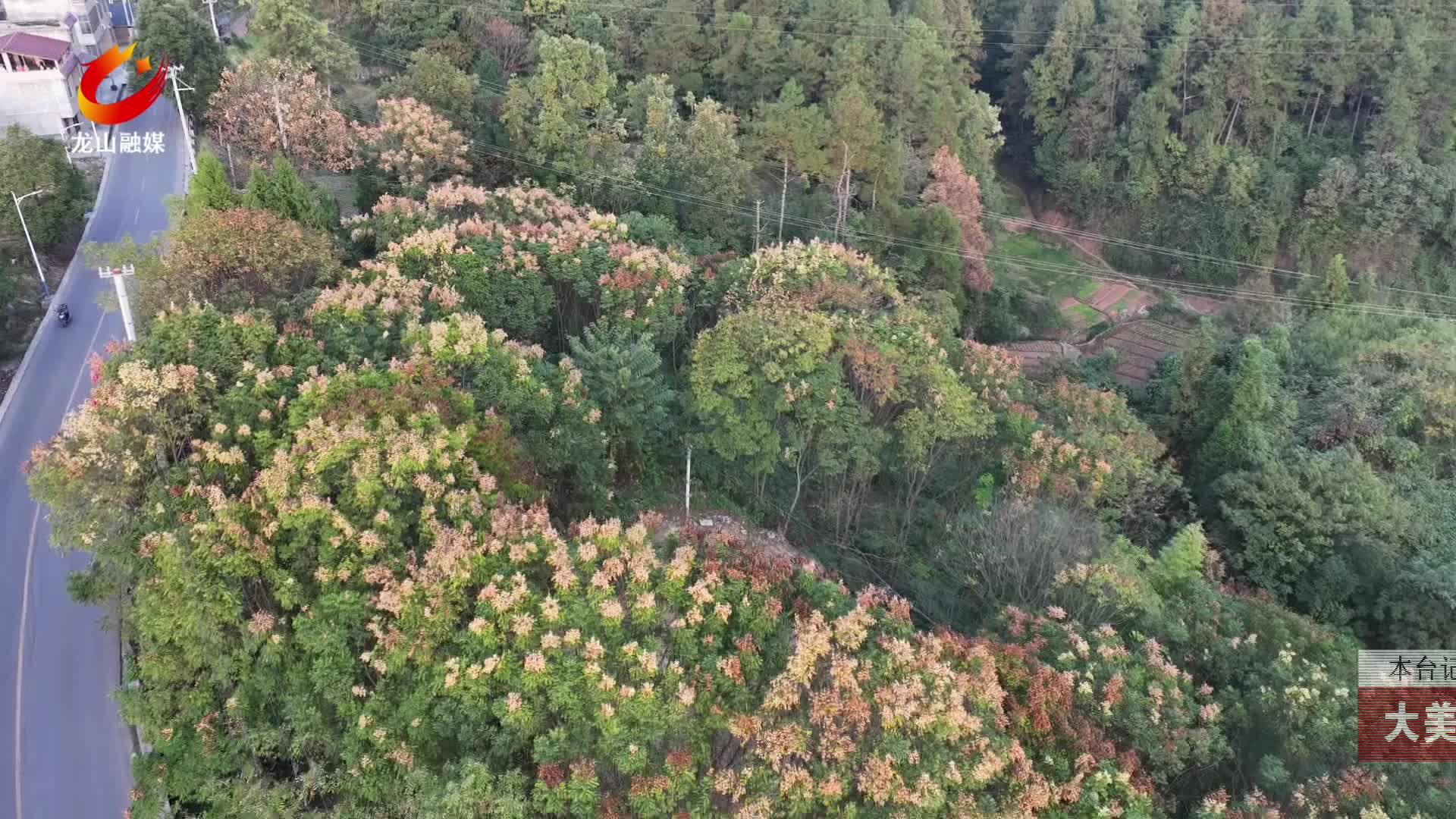 【龙山新闻】大美龙山：栾树花果扮靓冬日
