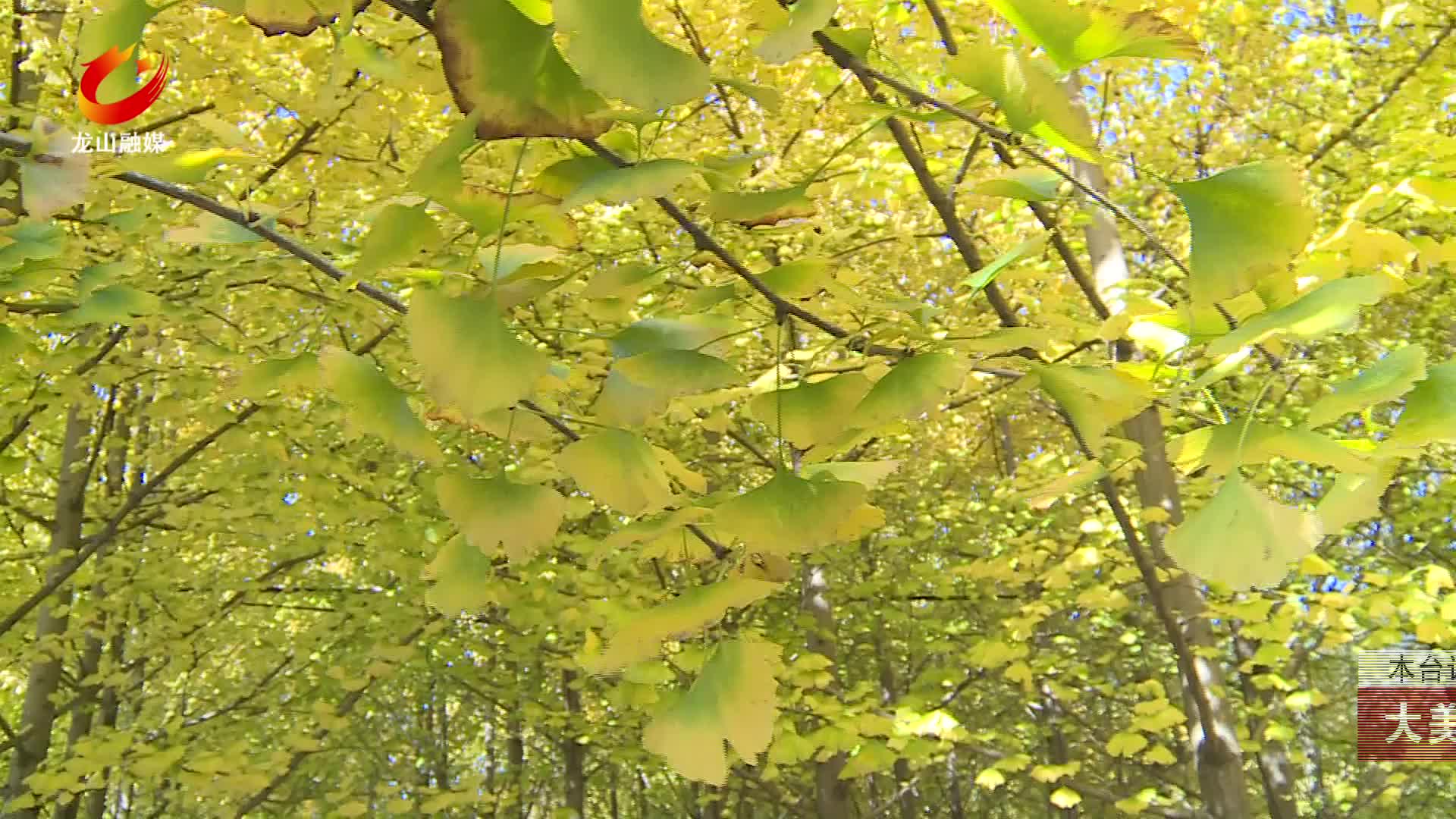 【龙山新闻】大美龙山：金黄银杏林醉游人