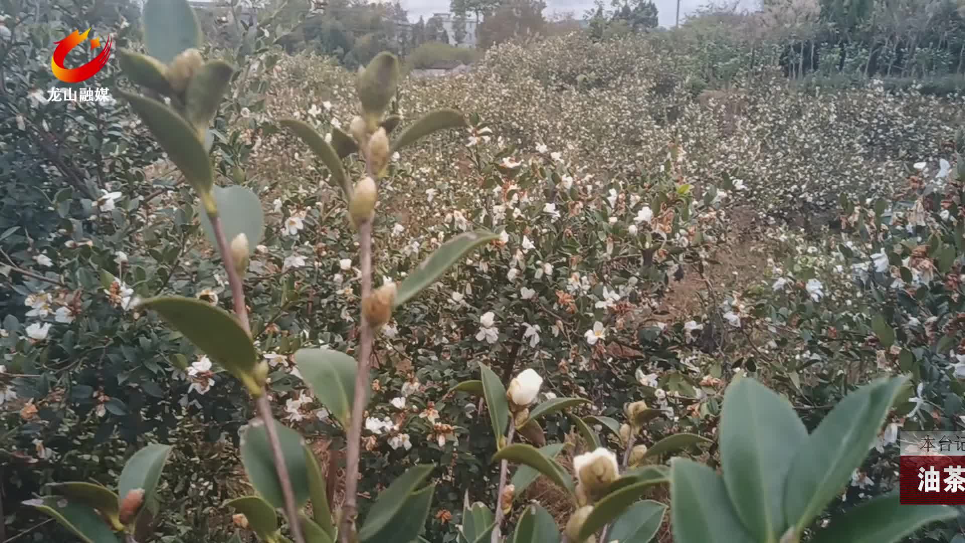【龙山新闻】油茶花开似霜雪繁花似锦兆丰年