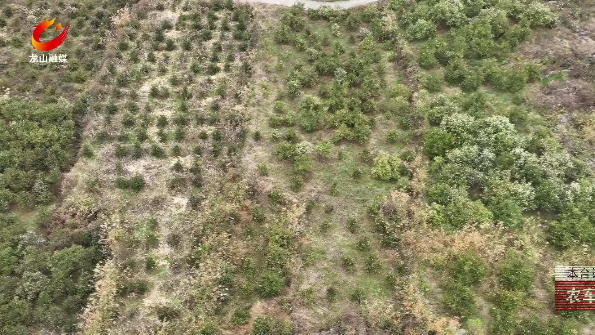 【龙山新闻】农车镇：千亩油茶花开美如画