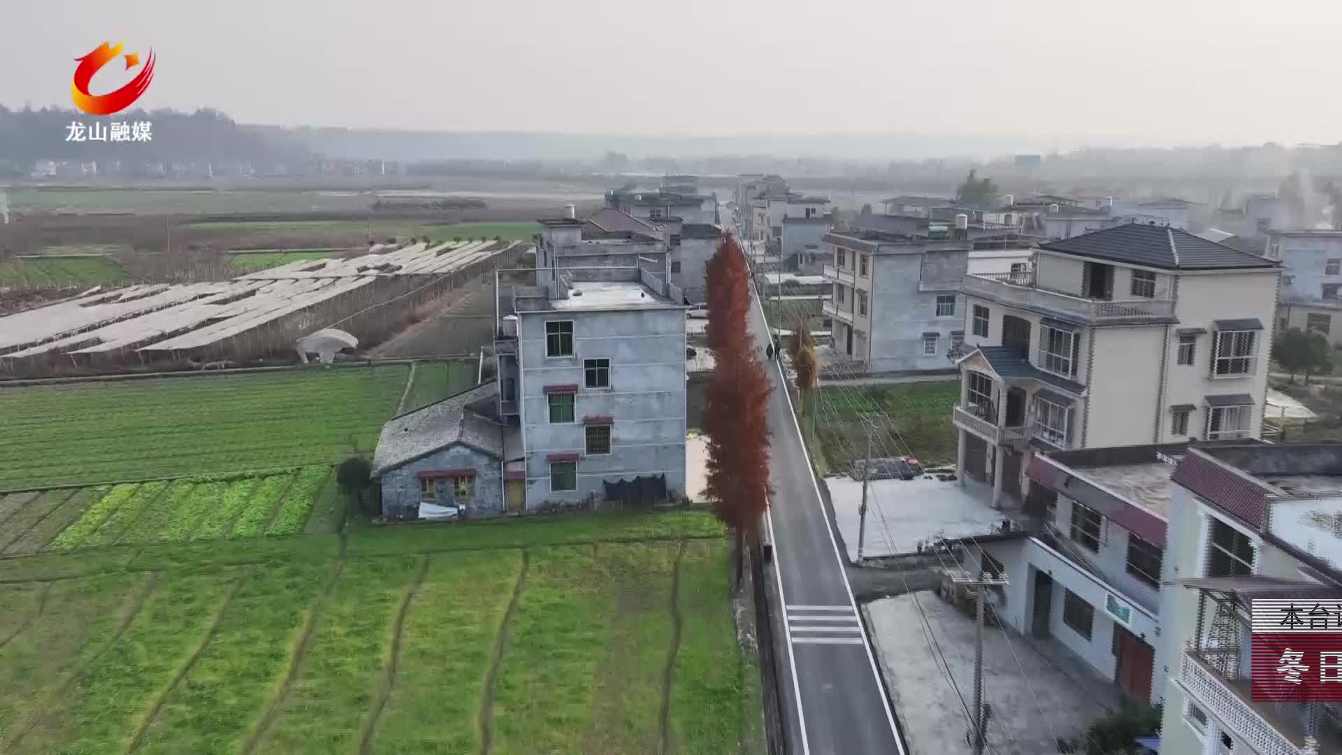 【龙山新闻】冬日水杉红