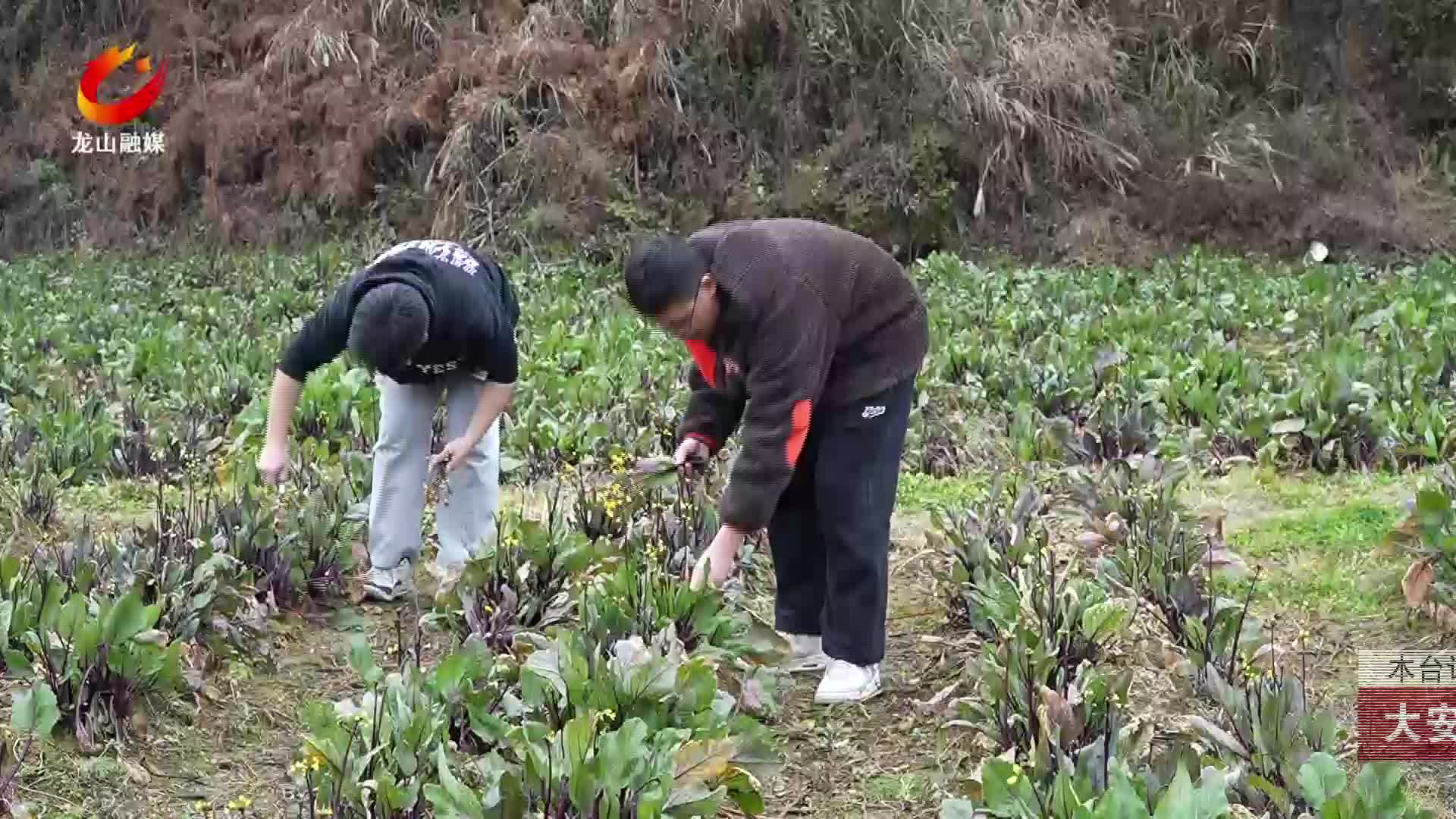 【龙山新闻】大安乡翻身村：“烟菜轮作”种植高山蔬菜