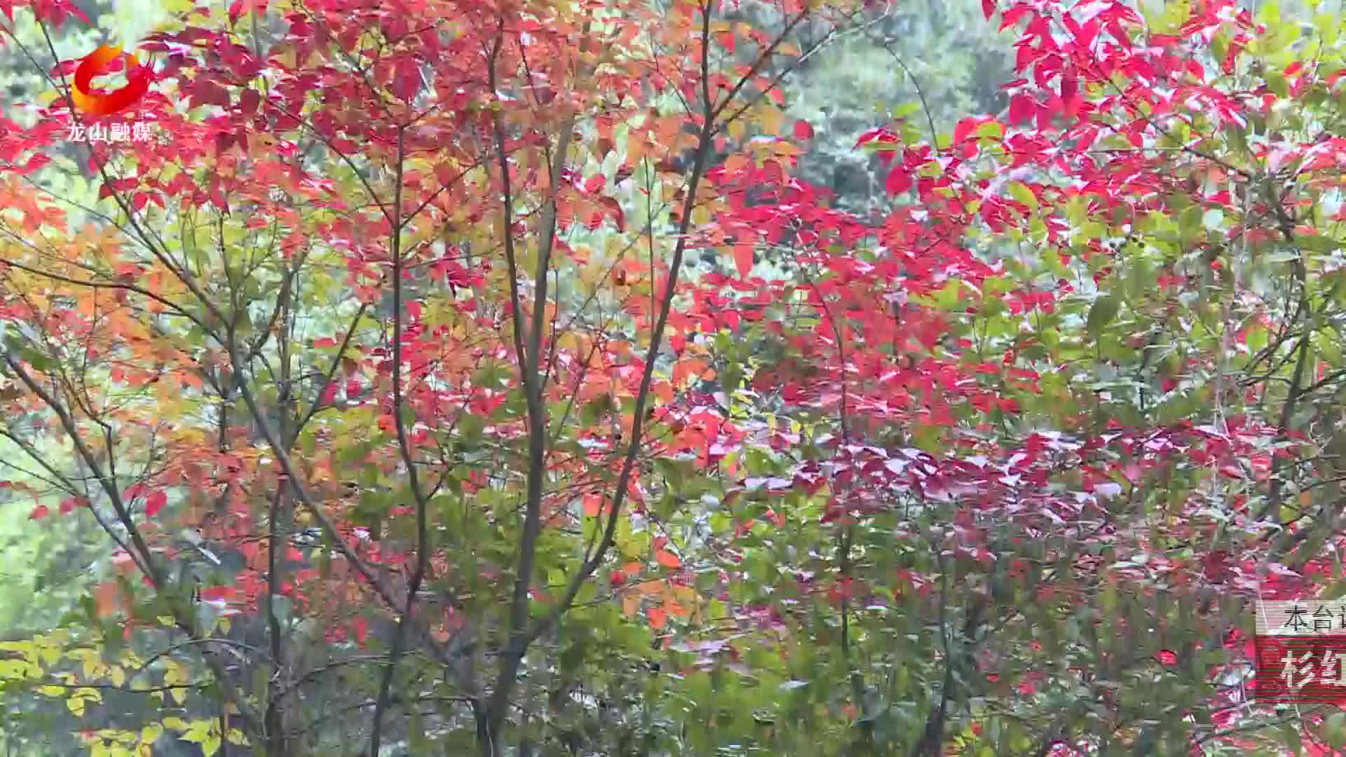 【龙山新闻】杉红枫黄何须秋 龙山冬日也“出片”