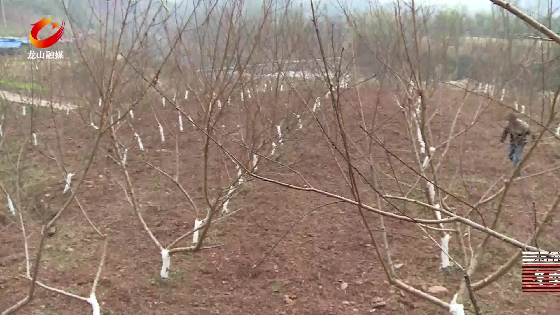 【龙山新闻】冬季培管：农户剪枝忙