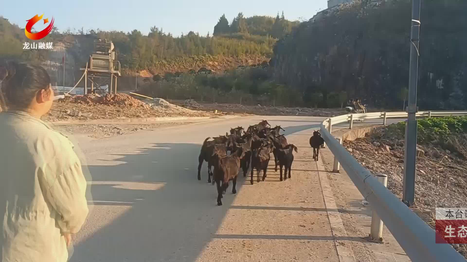 【龙山新闻】生态养羊 助力增收