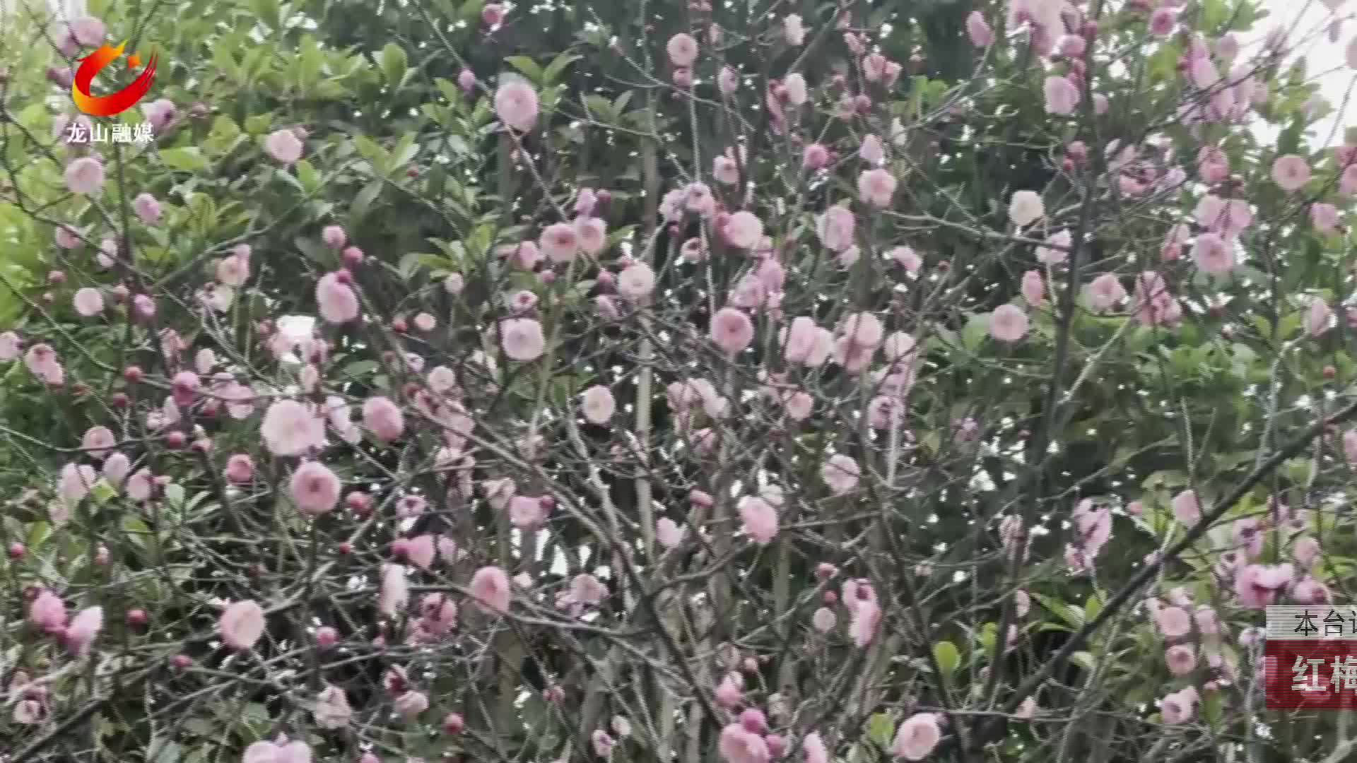 【龙山新闻】红梅绽放美如画