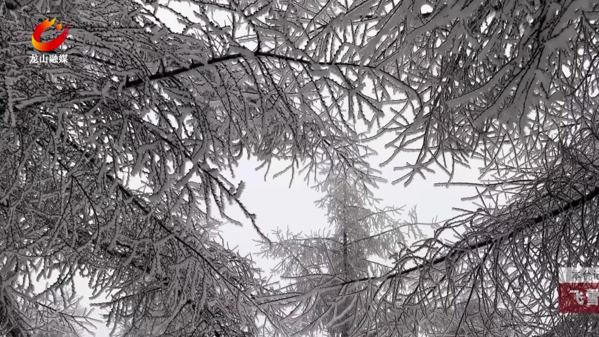 【龙山新闻】飞雪迎风 大灵山雪松冰挂美如画