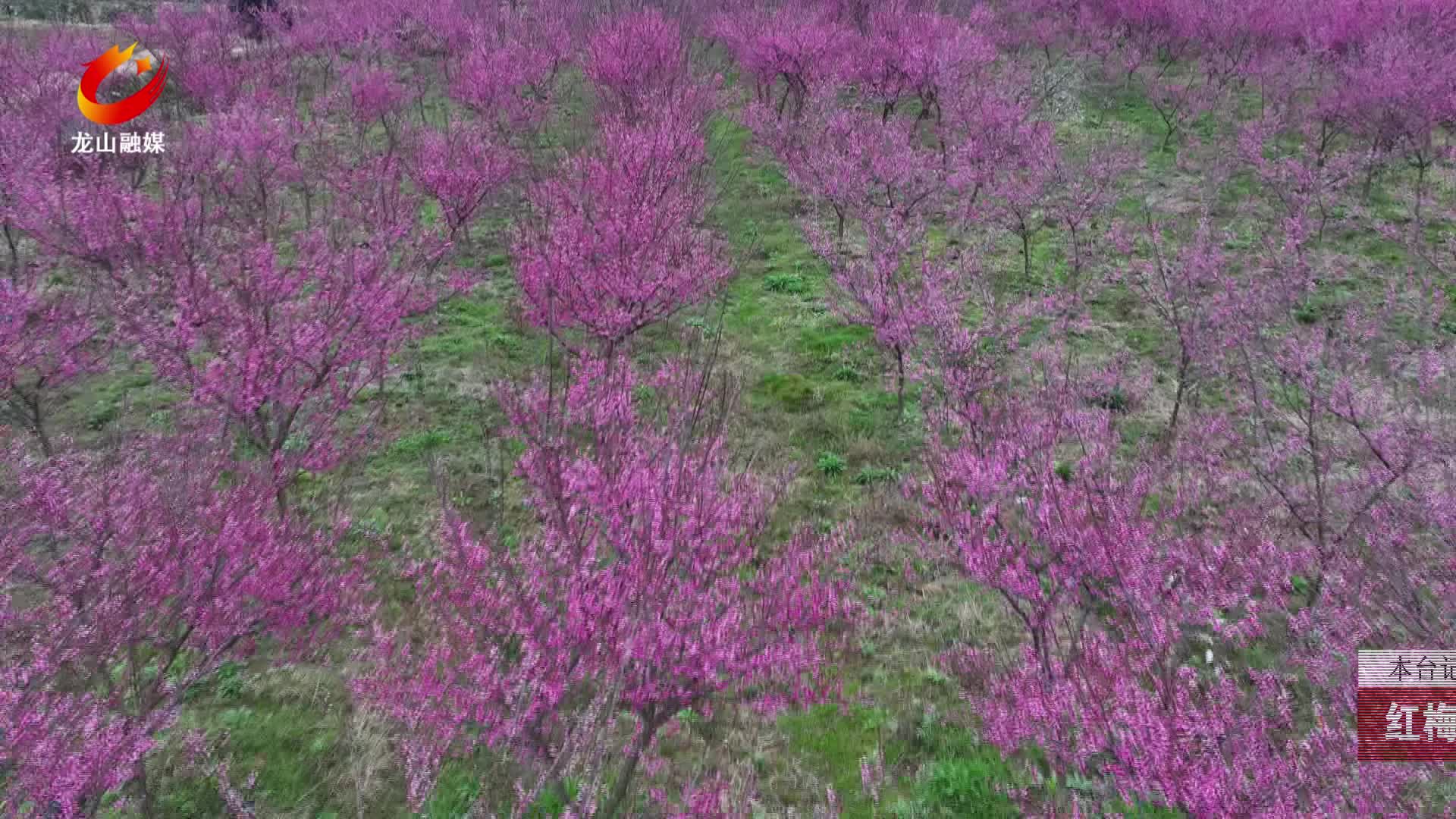 【龙山新闻】红梅绽放美如画