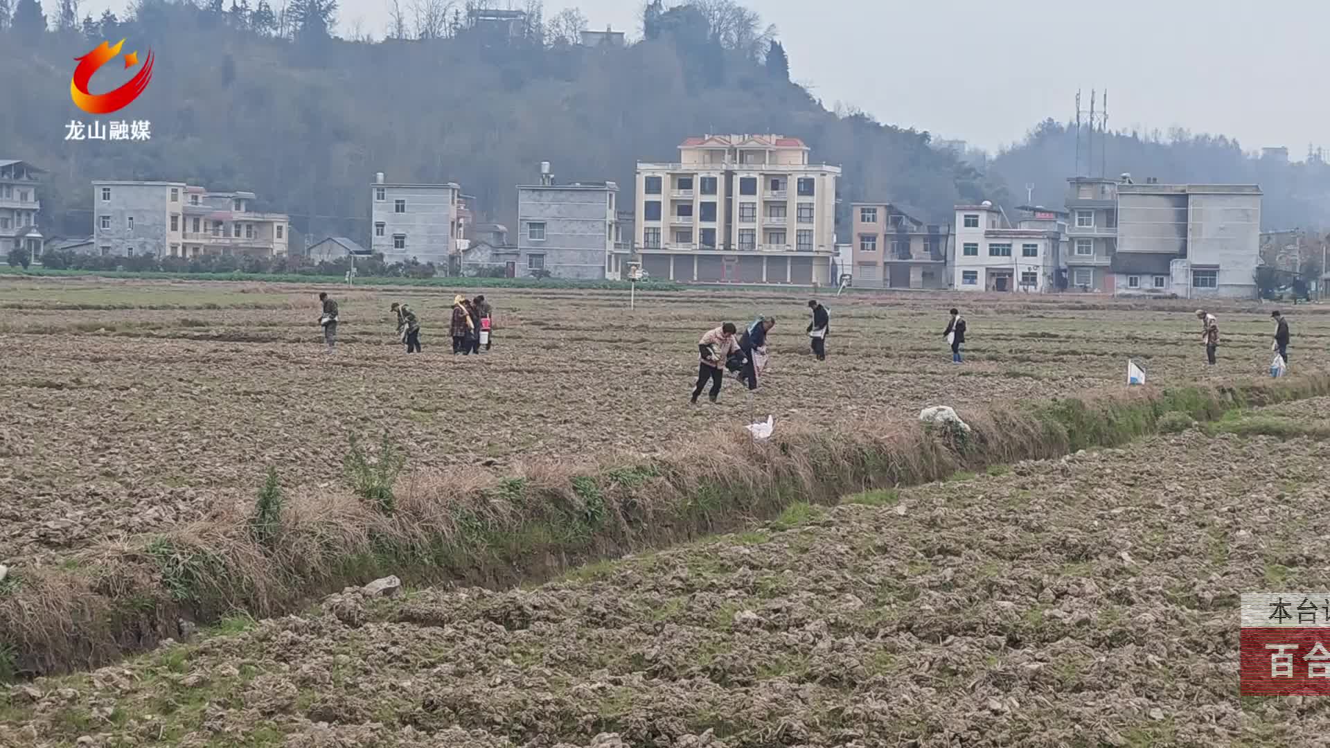 【龙山新闻】百合培管忙