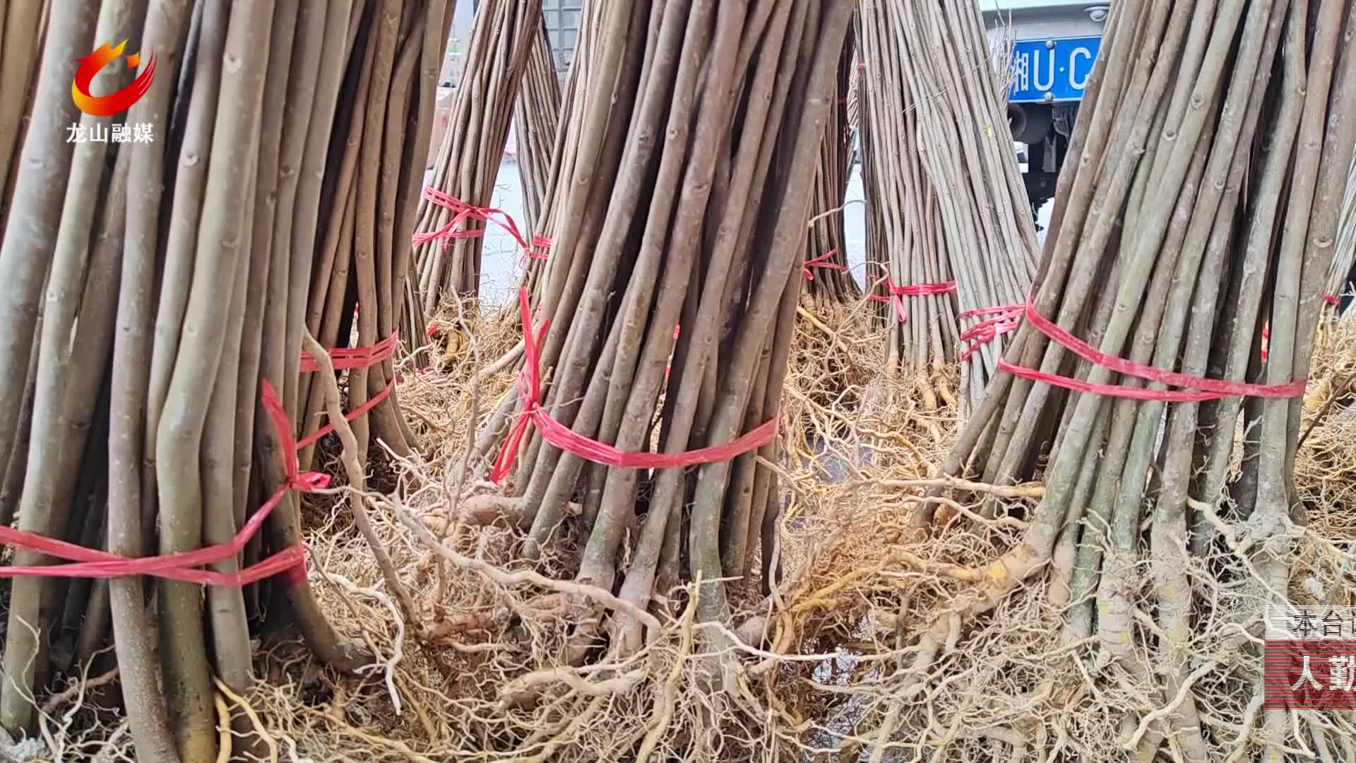 【龙山新闻】人勤春早：黄柏苗“赶春集”