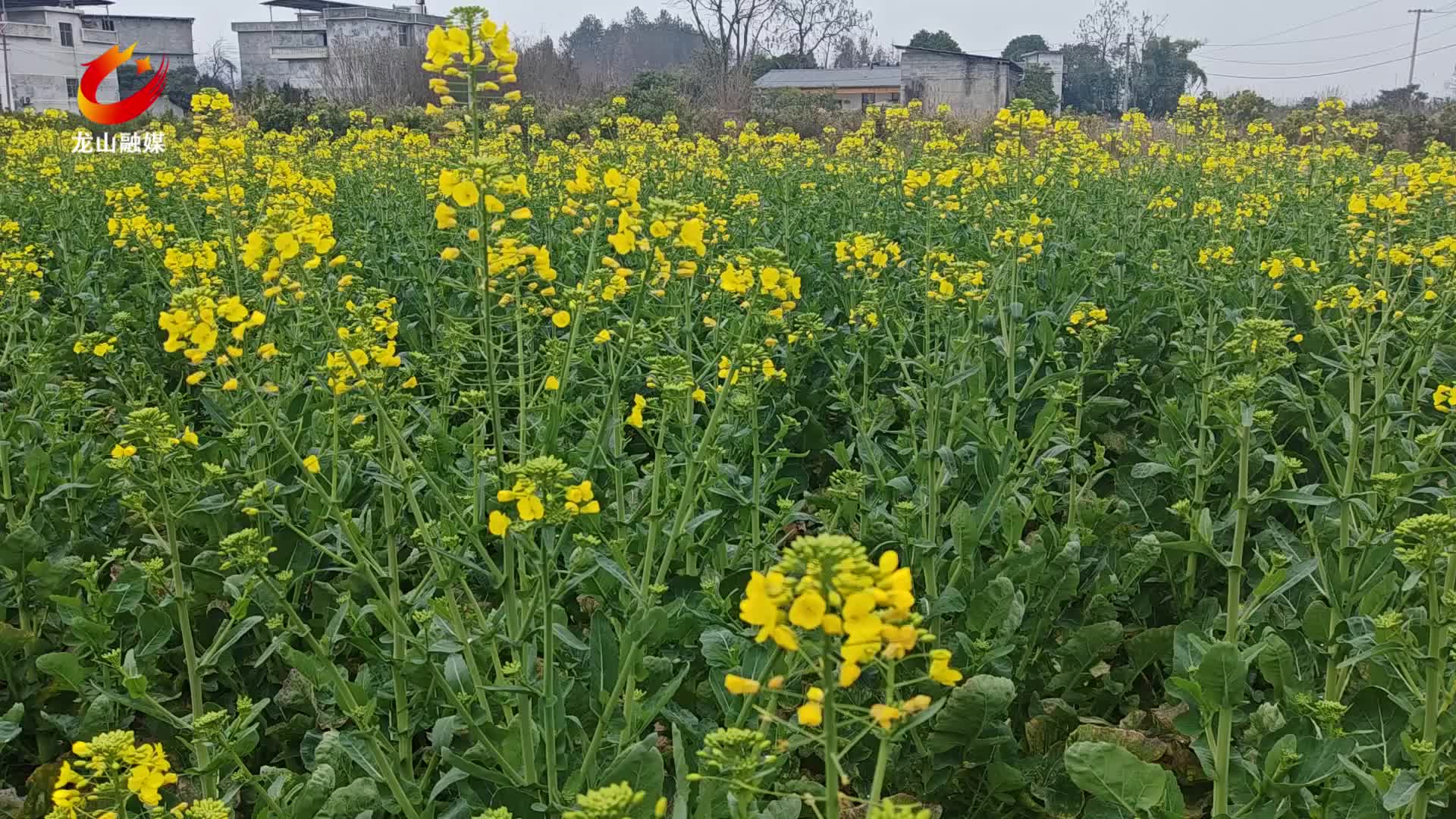 【龙山新闻】大美龙山：又见油菜花儿黄