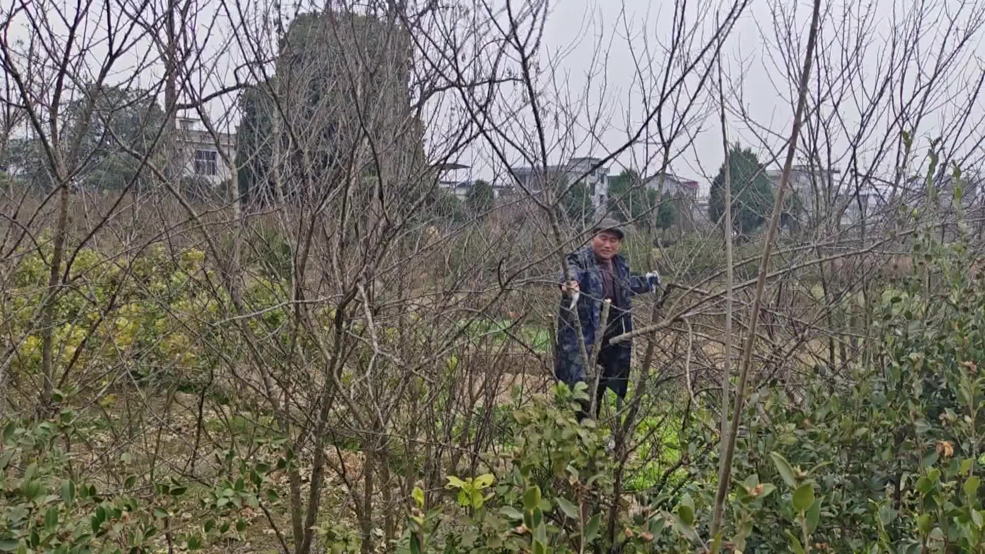 【龙山新闻】春日剪枝正当时柚园管护促丰产