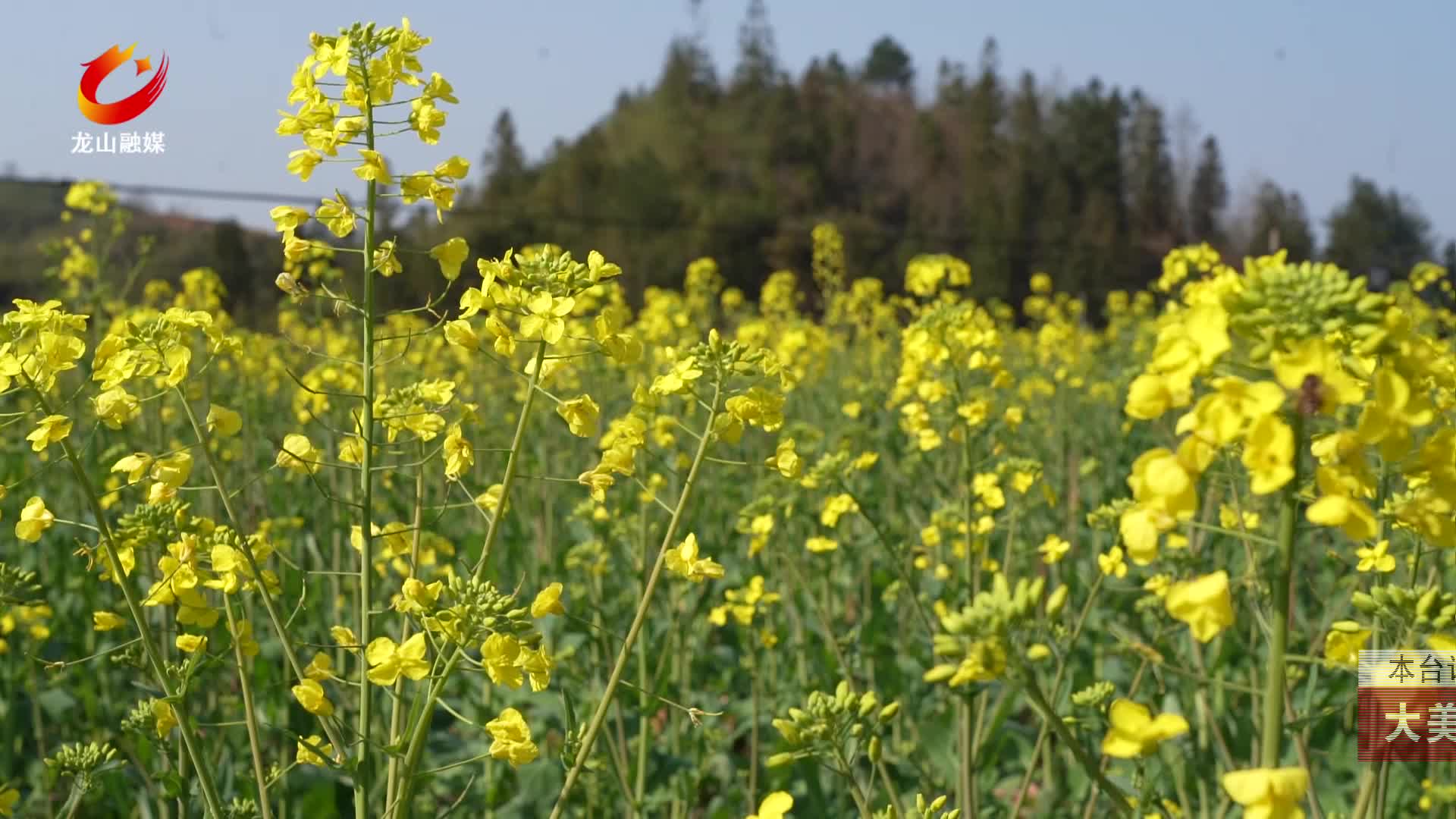 【龙山新闻】大美龙山:油菜花绽放 花田变蜜蜂乐园