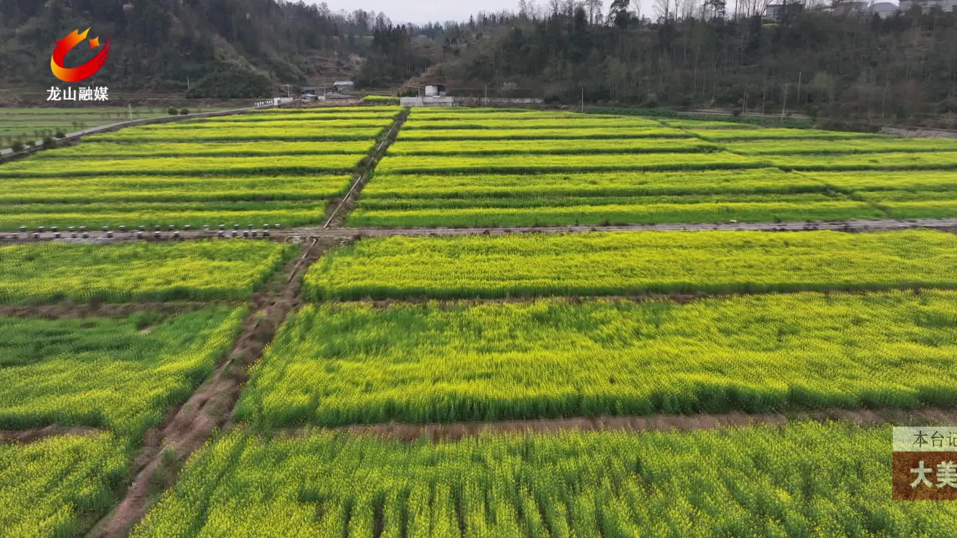 【龙山新闻】大美龙山：百亩金花迎春开 乡村美景入画来