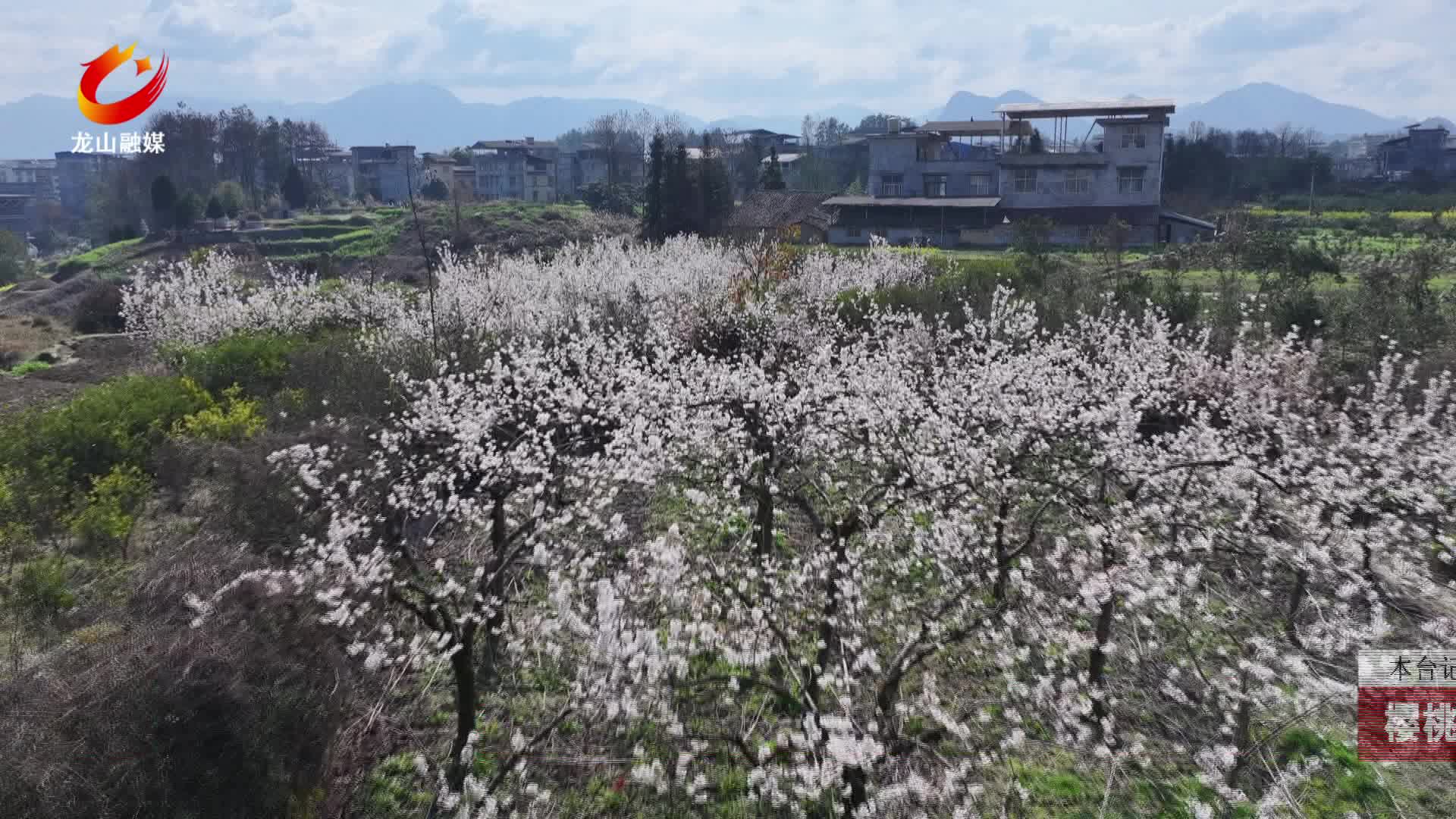 【龙山新闻】樱桃花浪漫绽放