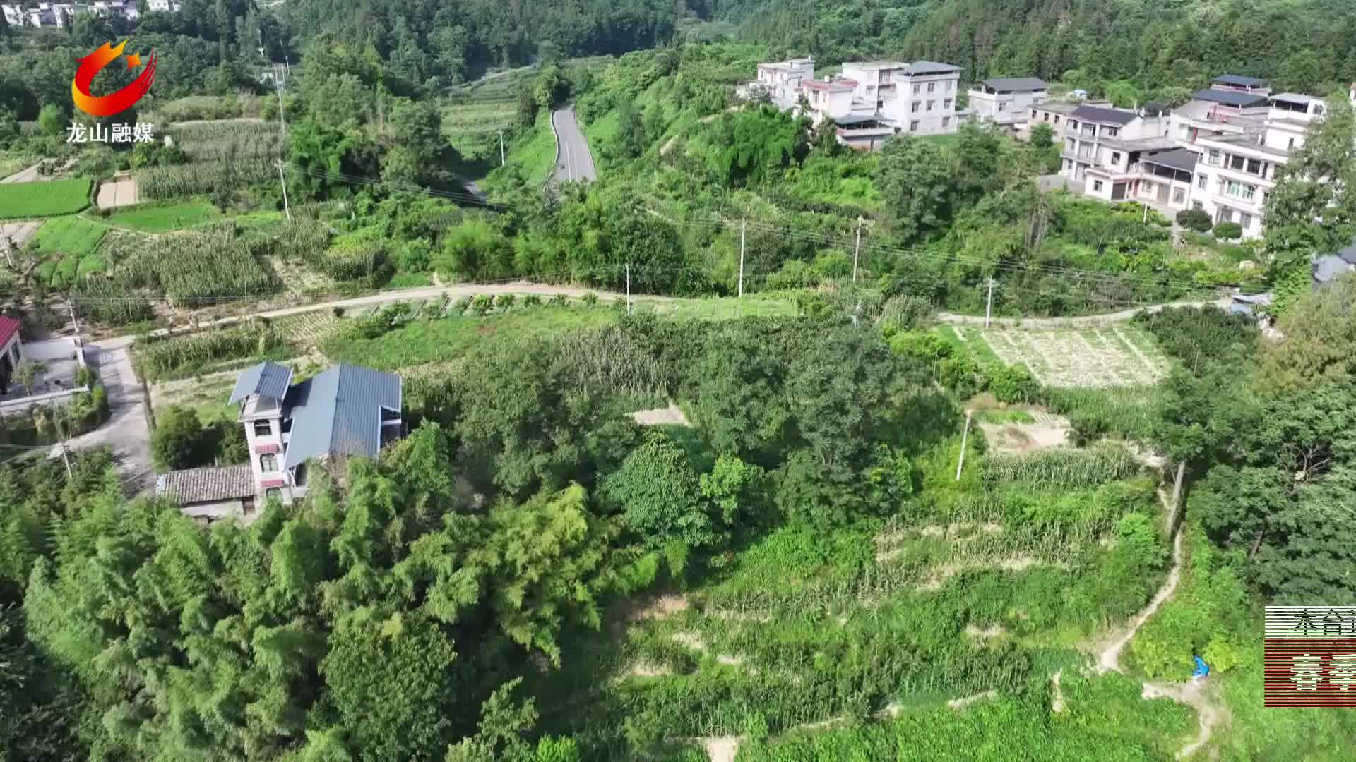 【龙山新闻】春季修剪正当时 科学剪枝促丰收