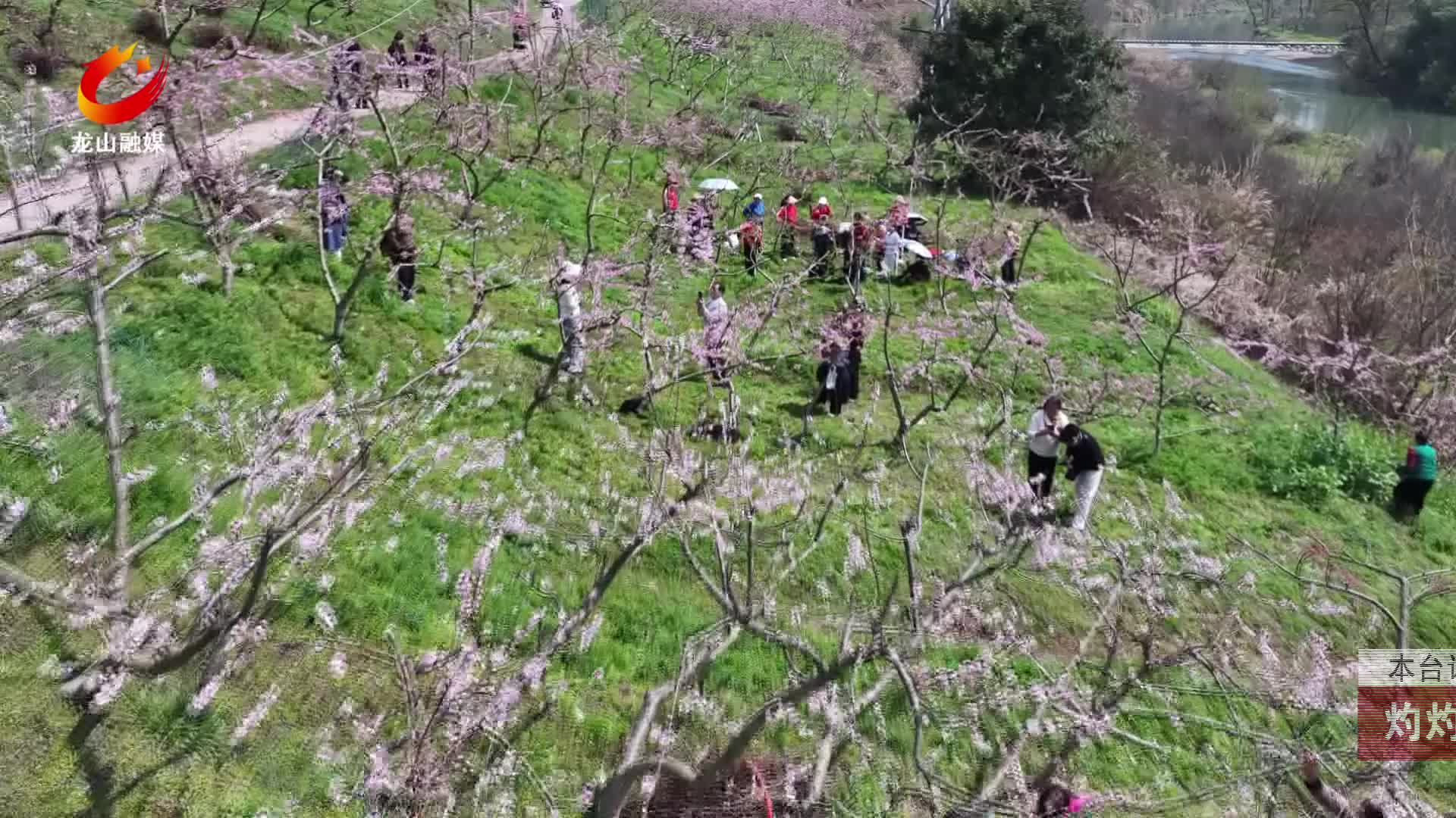 【龙山新闻】灼灼桃花 醉春风