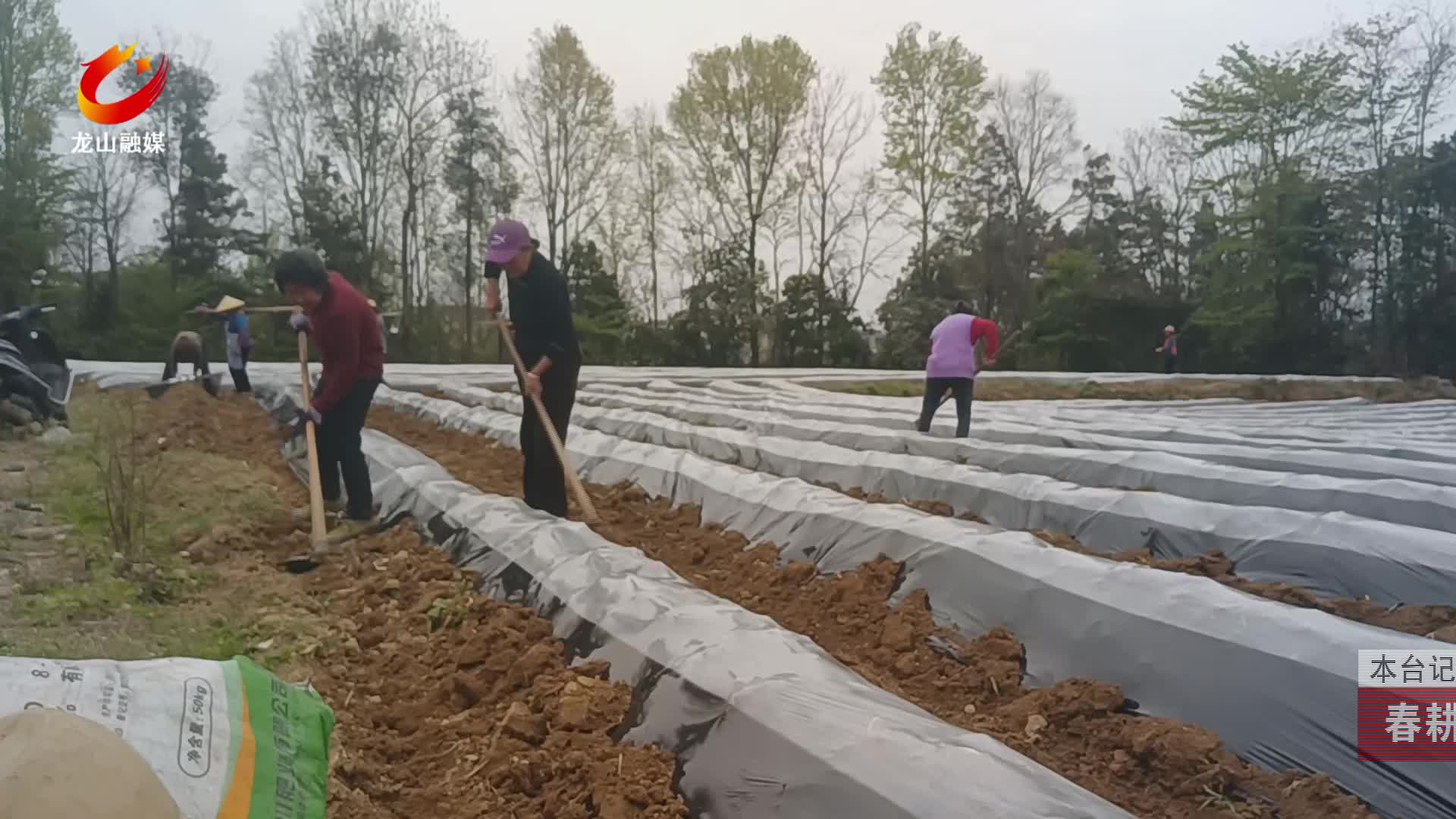 【龙山新闻】春耕备耕：蔬菜苗热销