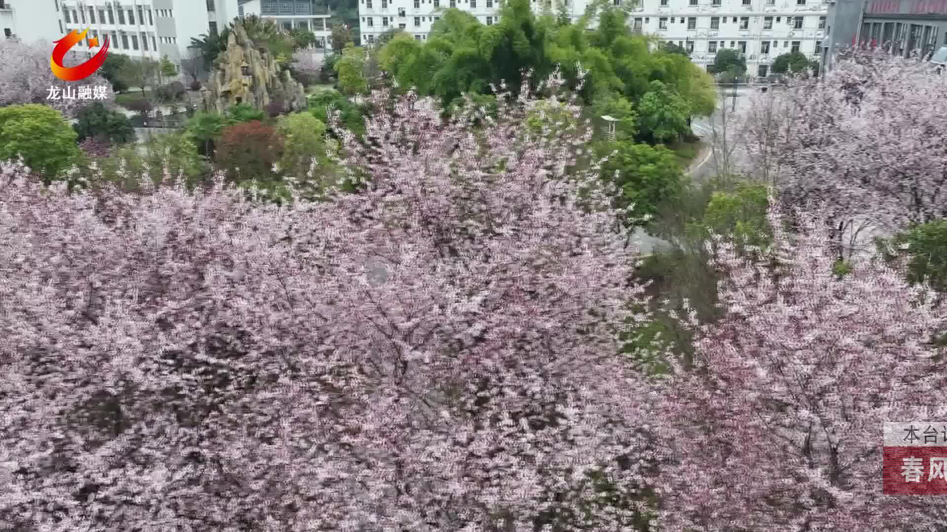 【龙山新闻】春风送暖李花开 素雪盈枝醉春光