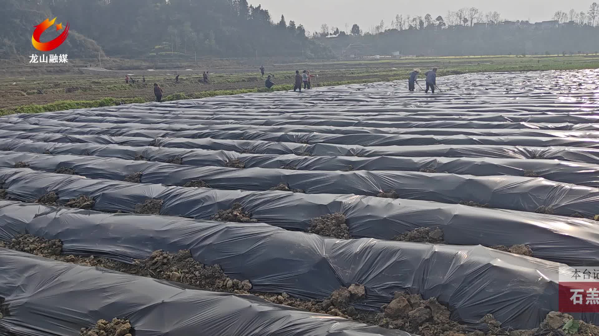 【龙山新闻】石羔街道：烤烟起垄盖膜忙