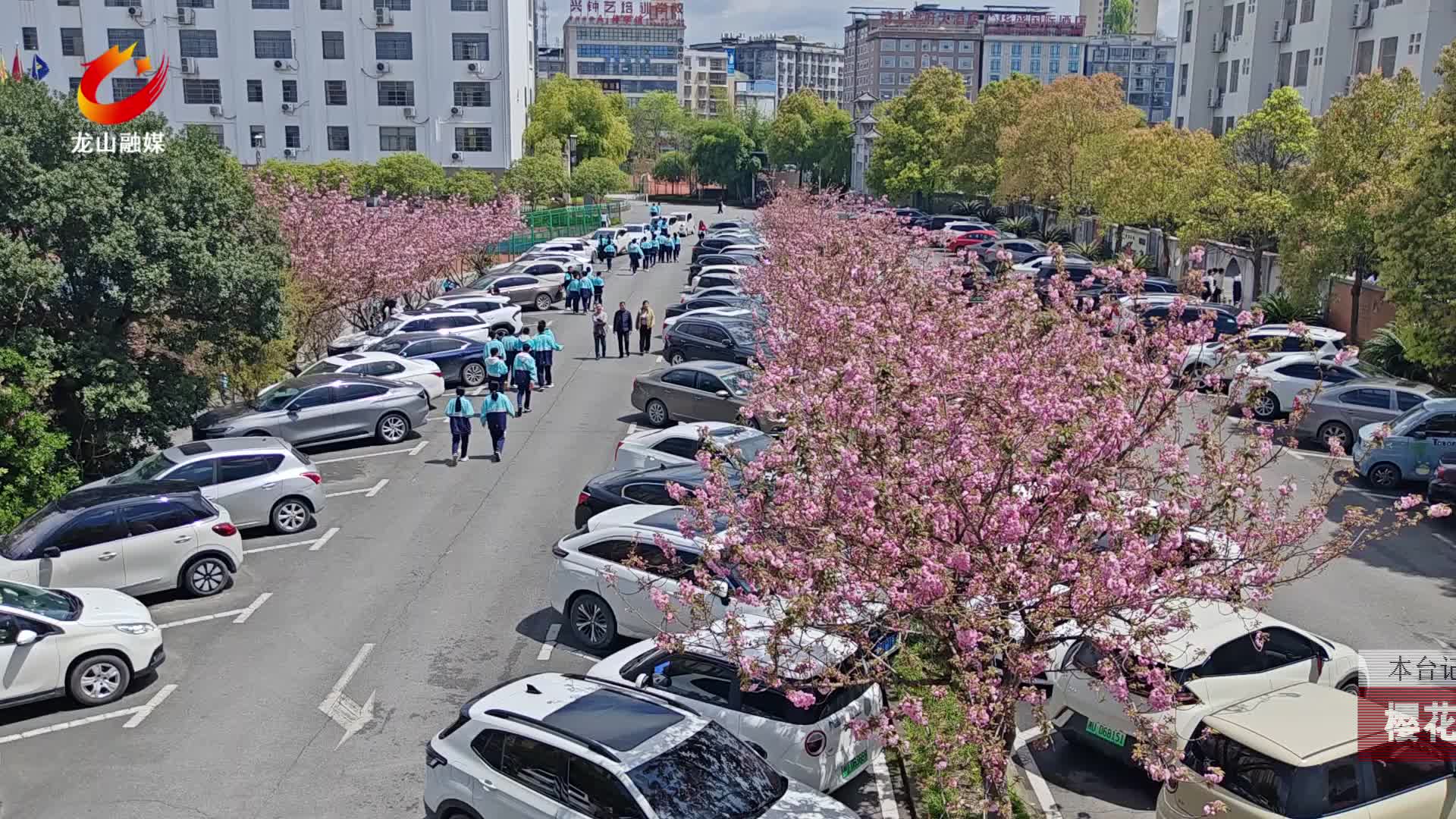 【龙山新闻】樱花漫卷 满城芳菲